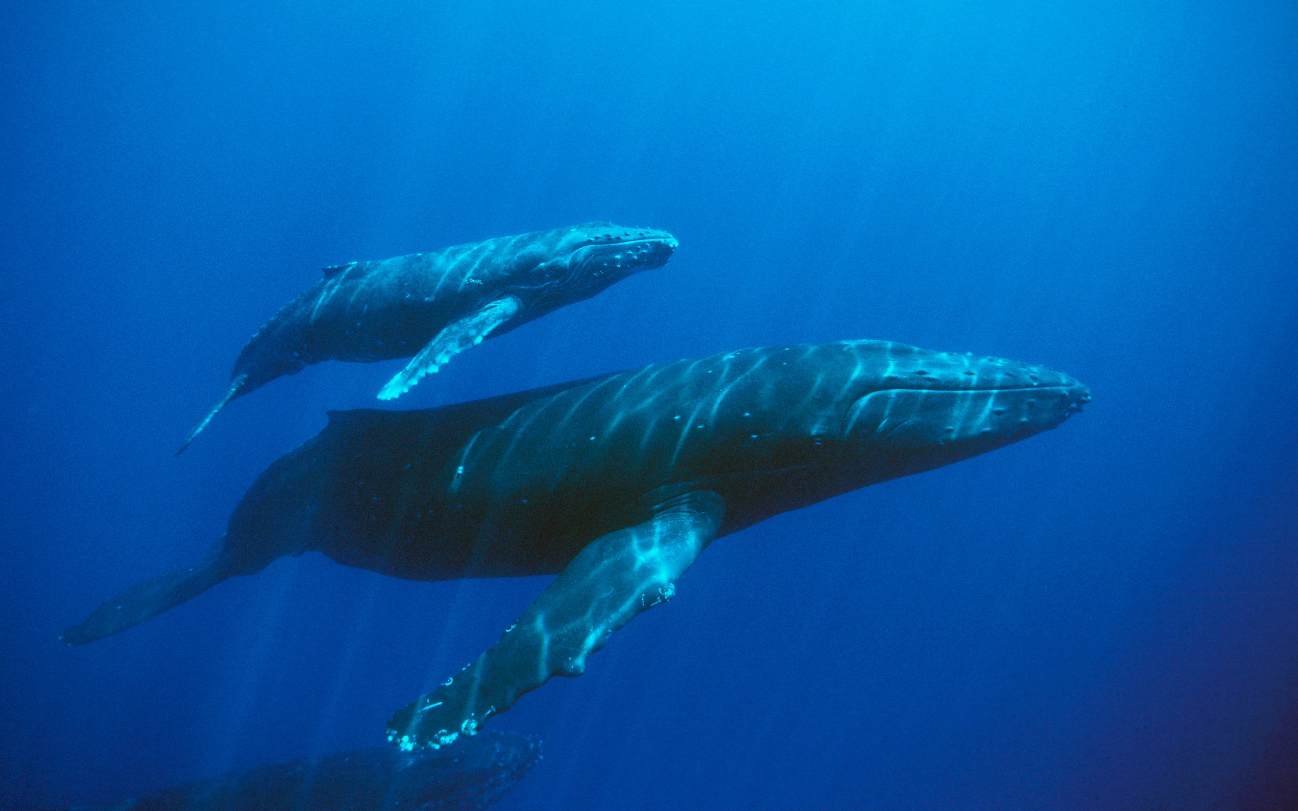 Humpback whale wallpaper, Whale tail, Oceanic creature, Underwater beauty, 2560x1600 HD Desktop