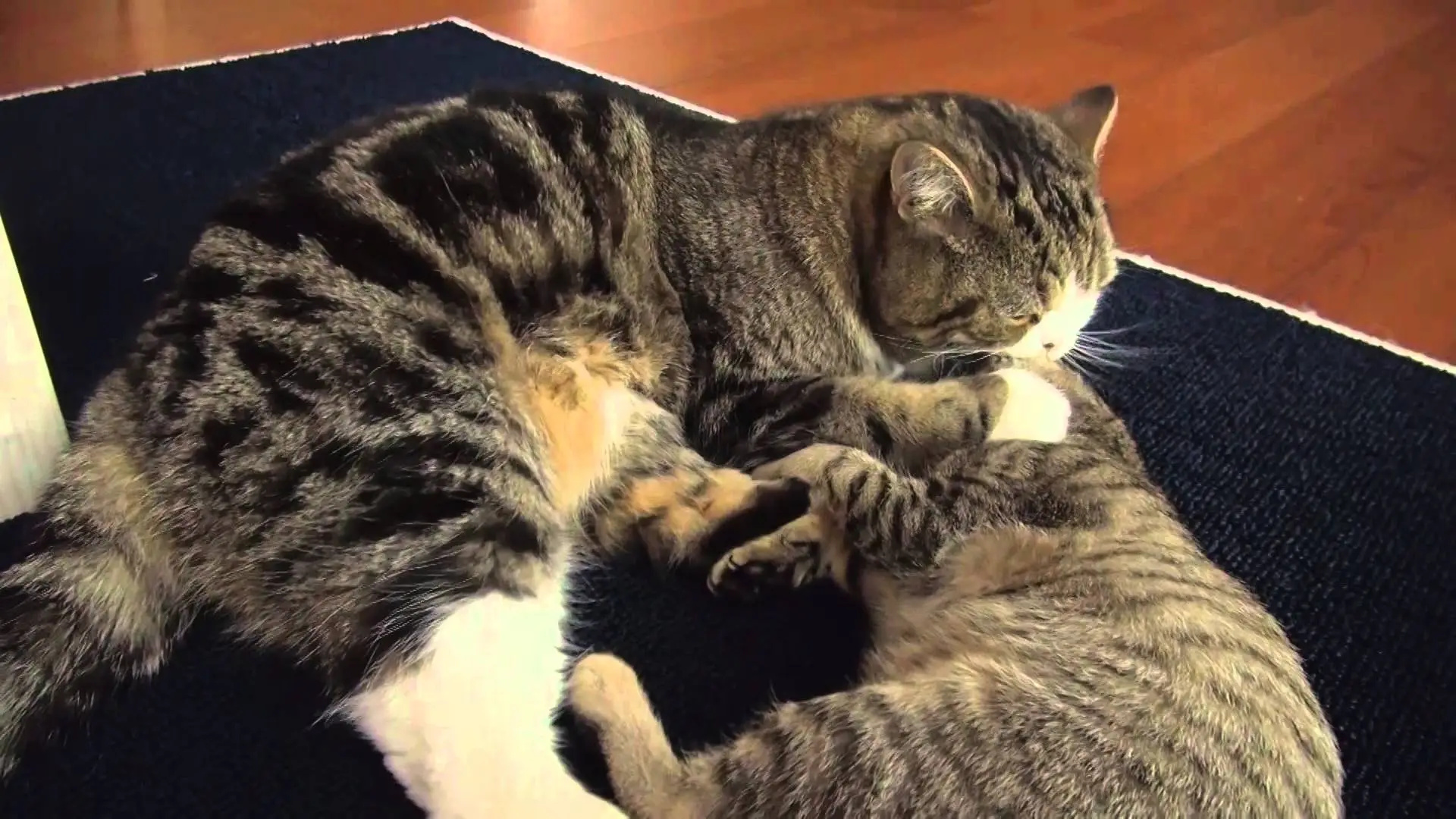 Maru and Hana, Epic feline battle, Family sofa, Playful cats, 1920x1080 Full HD Desktop