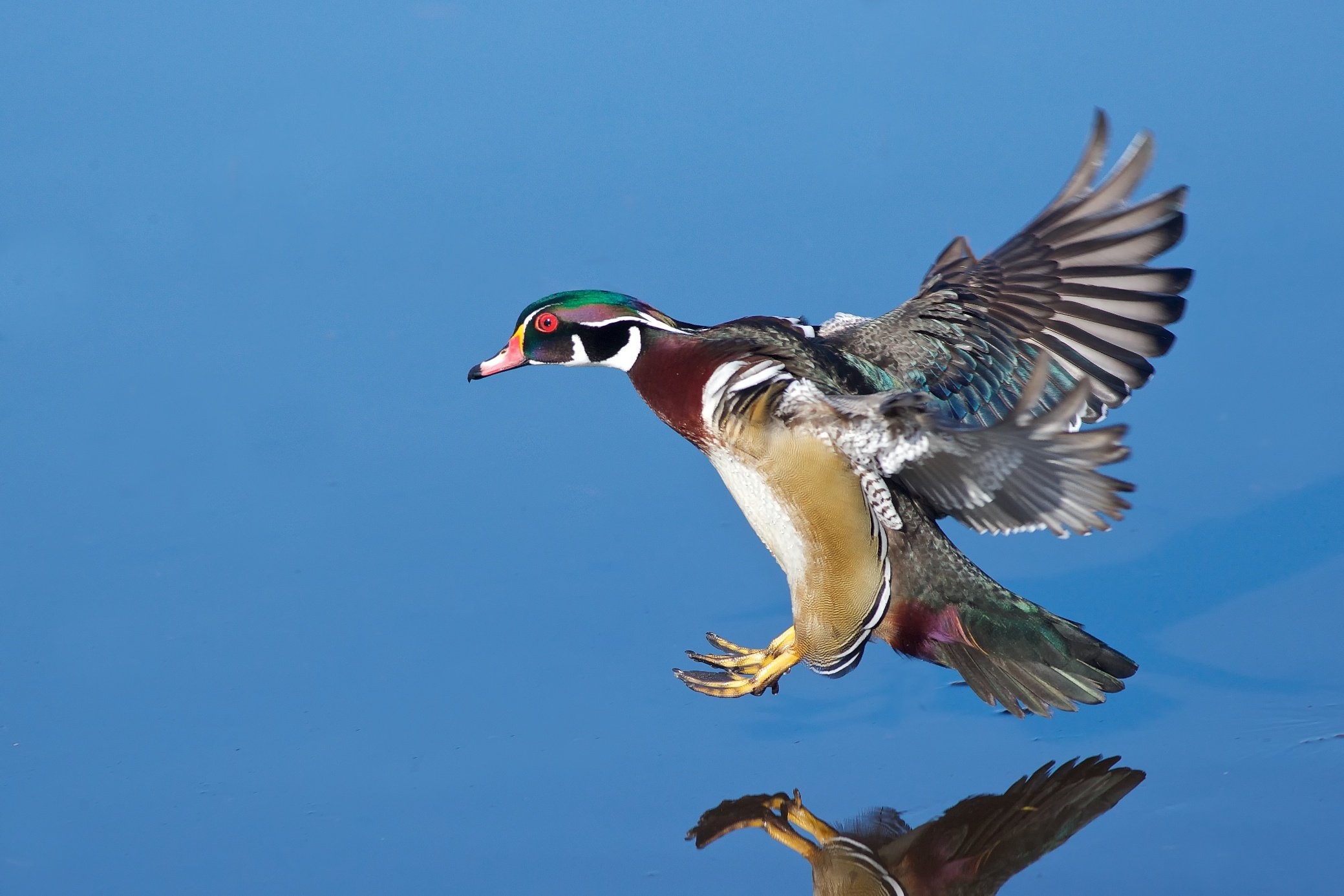 Wood duck species, Birds in nature, High definition wallpapers, Desktop and mobile backgrounds, 2080x1390 HD Desktop