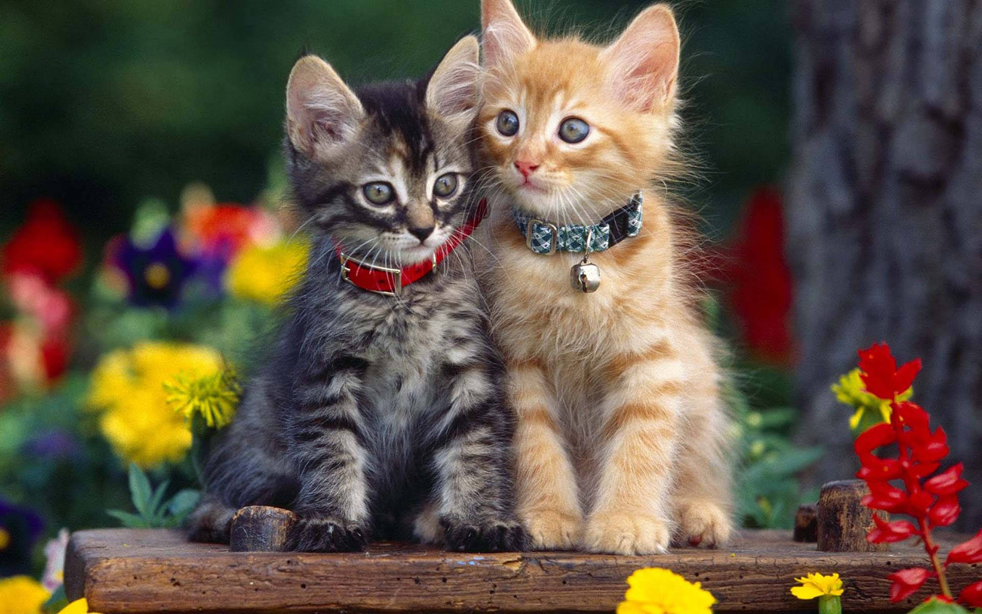 ginger tabby kitten, grey tabby kitten, colorful flower garden, HD Desktop wallpaper