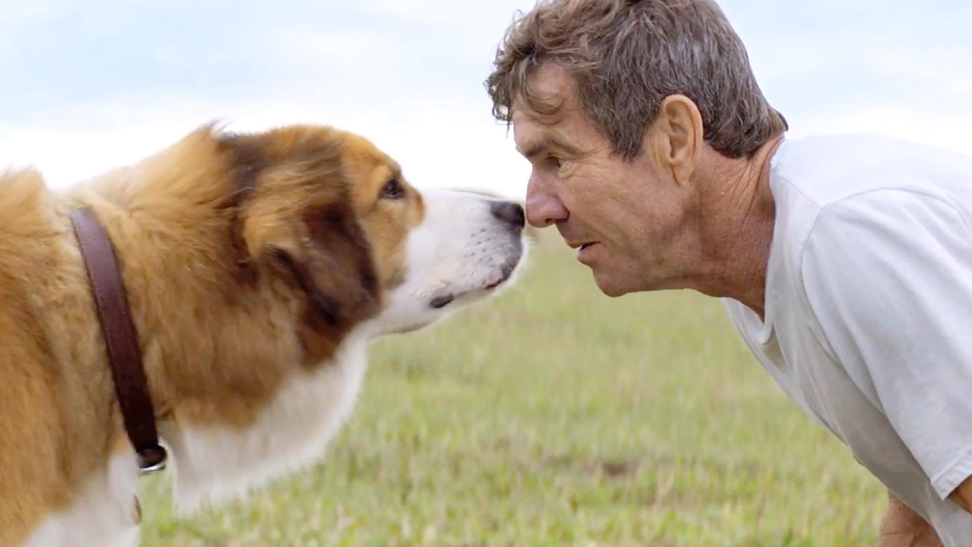 A Dog's Purpose, Top free, Backgrounds, Heartwarming story, 1920x1080 Full HD Desktop