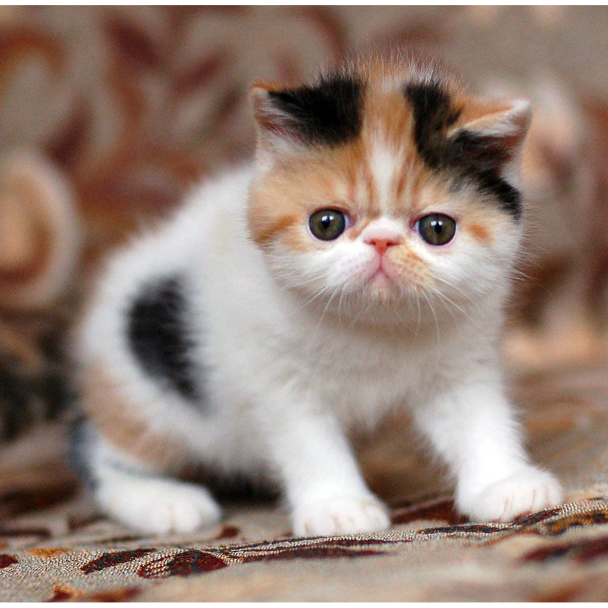 Kitten, Exotic Shorthair Cat Wallpaper, 2000x2000 HD Phone