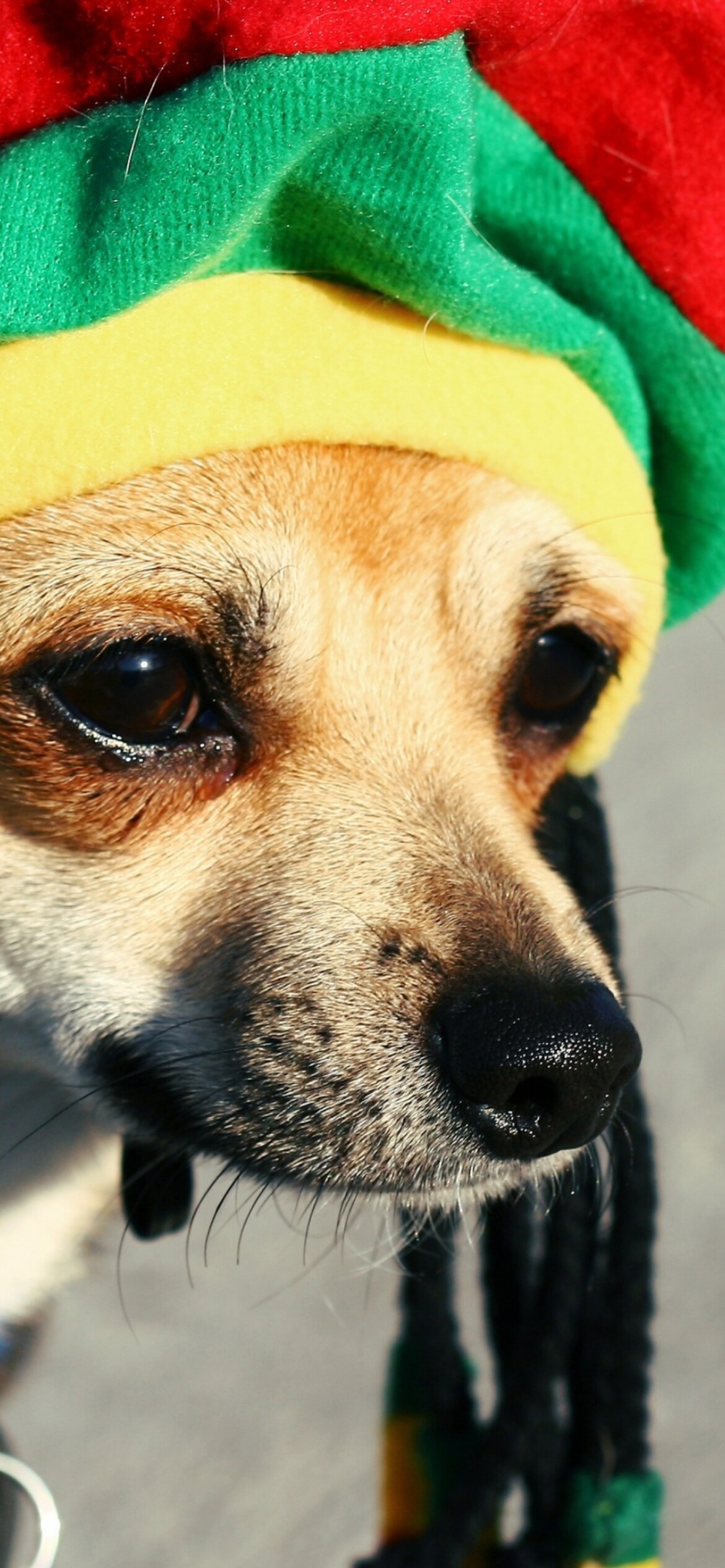 Loyal dog companion, Rasta-inspired, Vibrant colors, Reggae vibes, 1170x2540 HD Phone