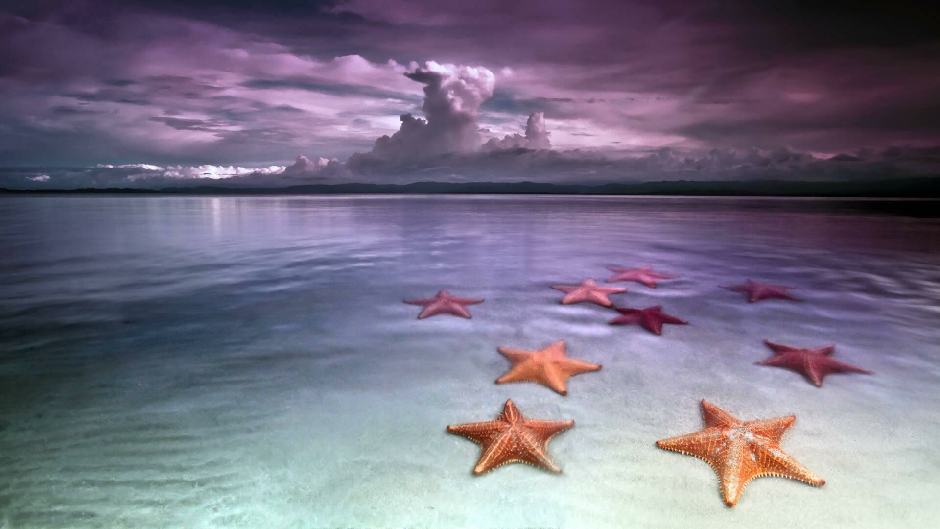 Beautiful wallpaper, Starfish ID4033247167, 1920x1080 Full HD Desktop