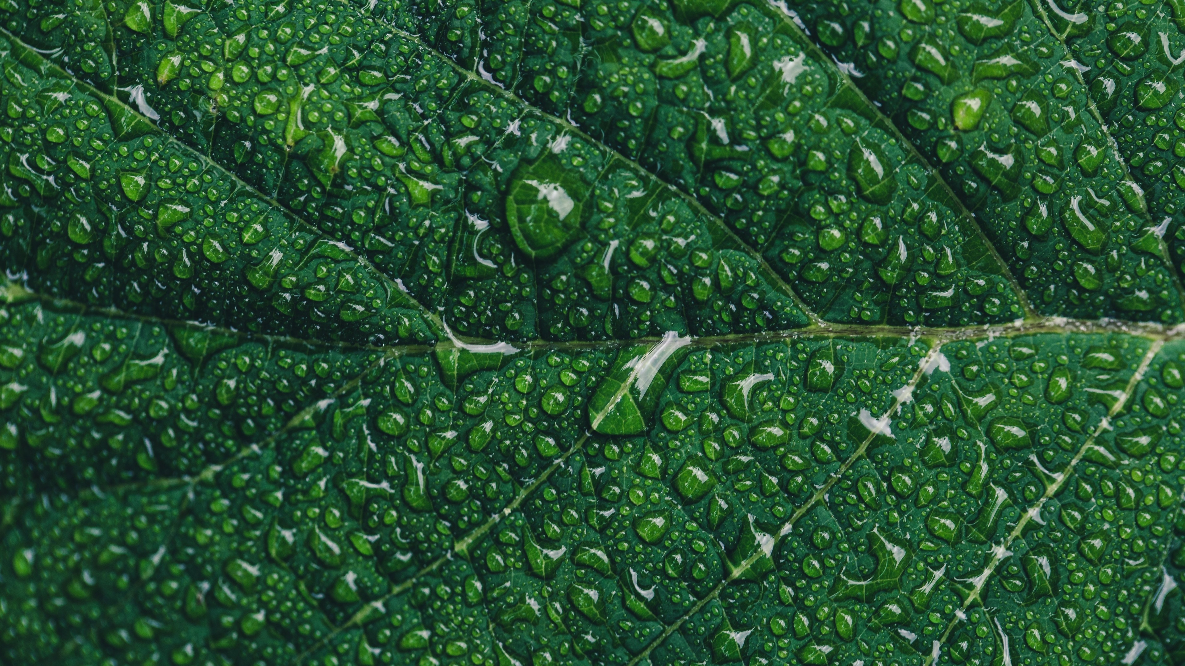 Green Leaf, Green leaf wallpaper, Water drops closeup, Macro pattern, 3840x2160 4K Desktop