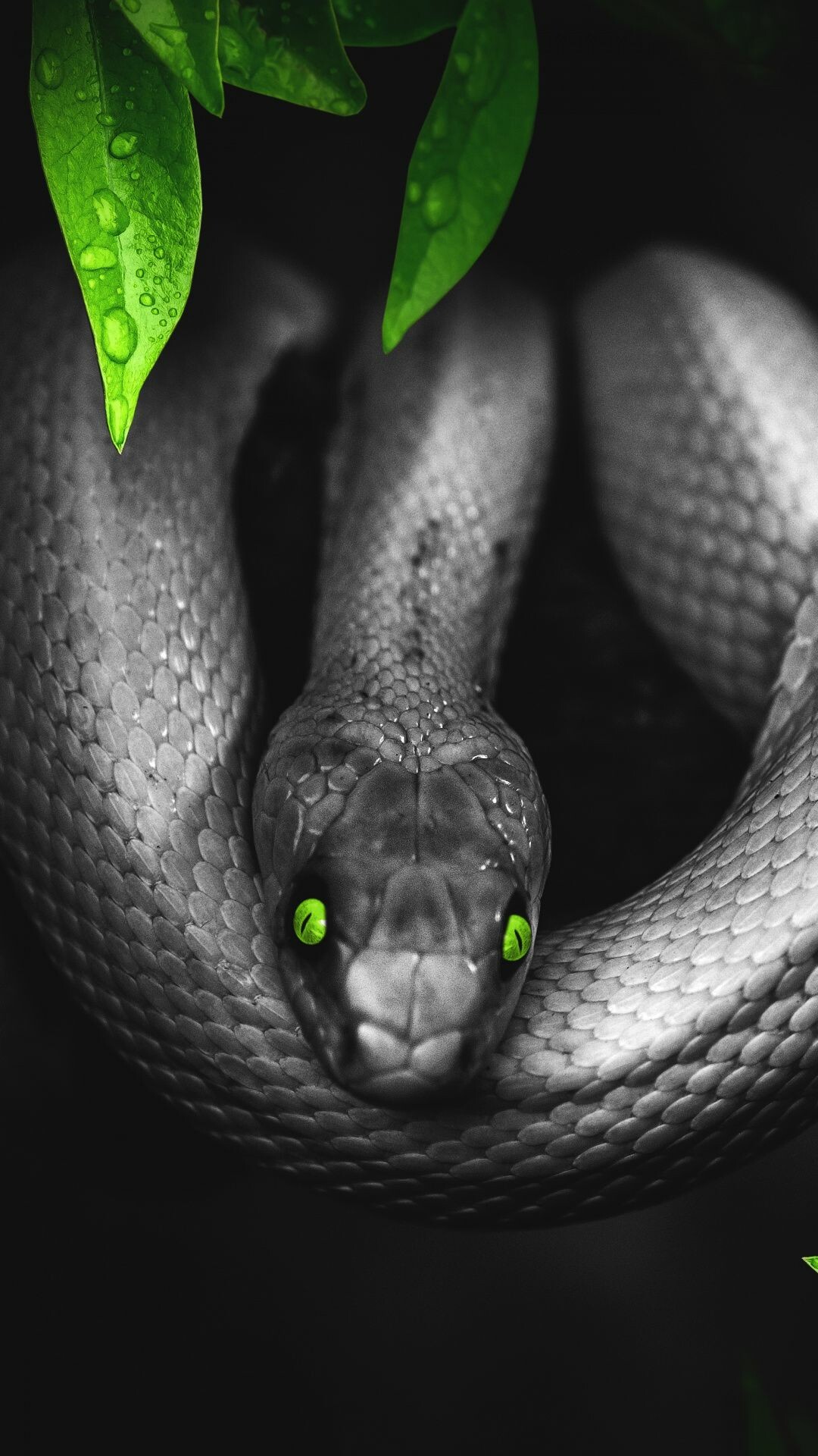 Snake wallpapers scaled, Venomous serpents, Reptile beauty, Snake's natural habitat, 1080x1920 Full HD Phone