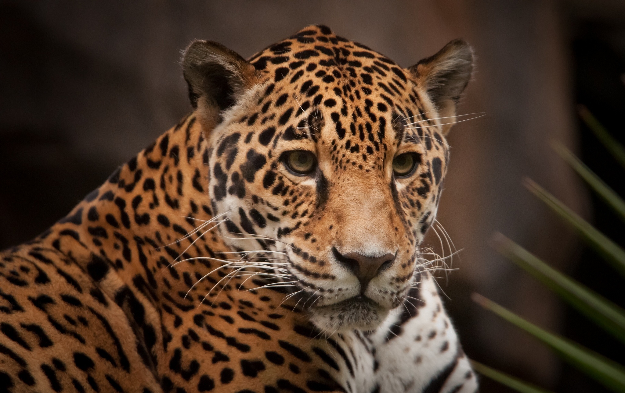 Leopard, Leopard wallpaper, Animal, 2050x1290 HD Desktop