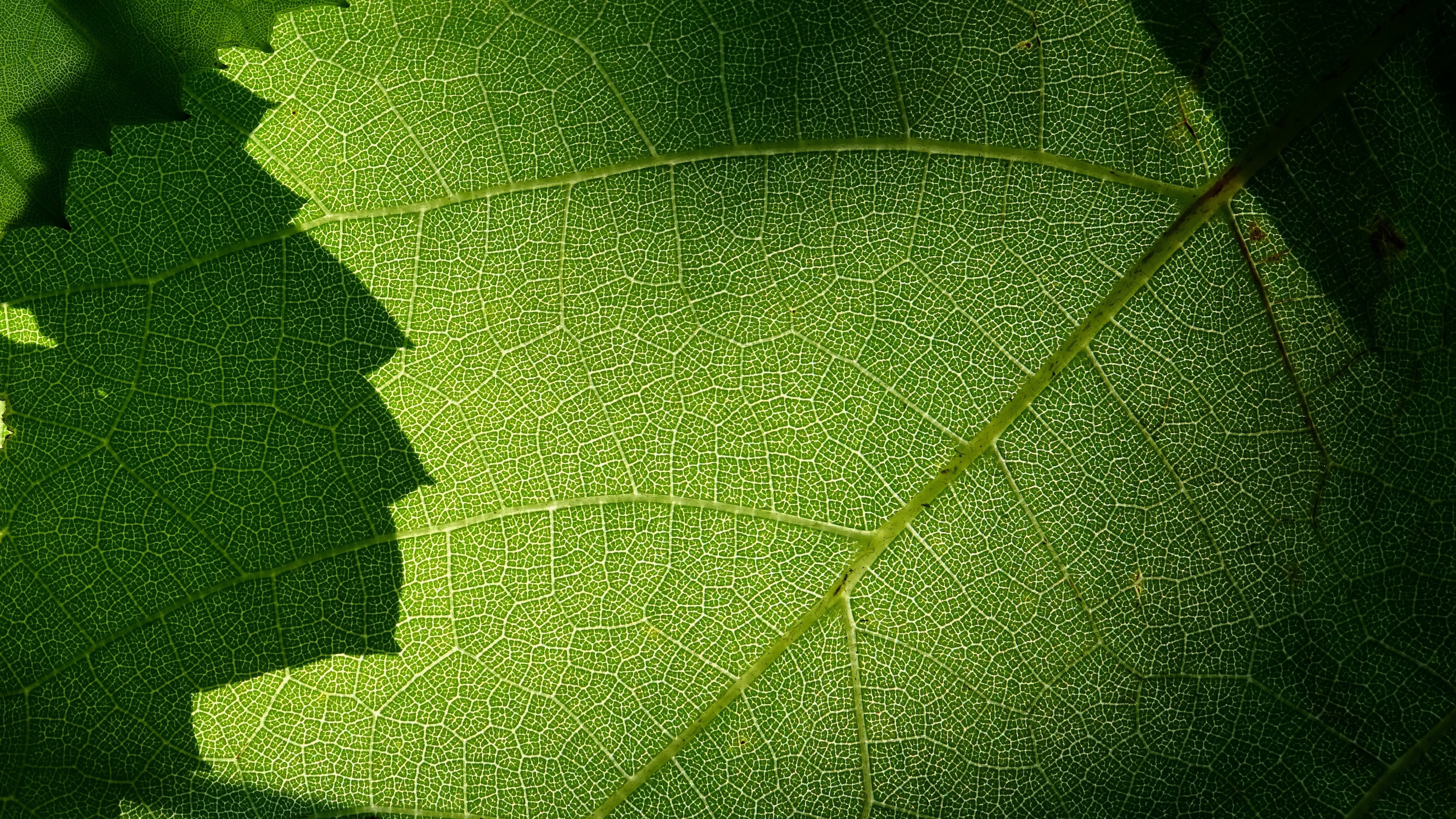 Green Leaf, Macro green leaf, Veins, UHD wallpaper, 3840x2160 4K Desktop