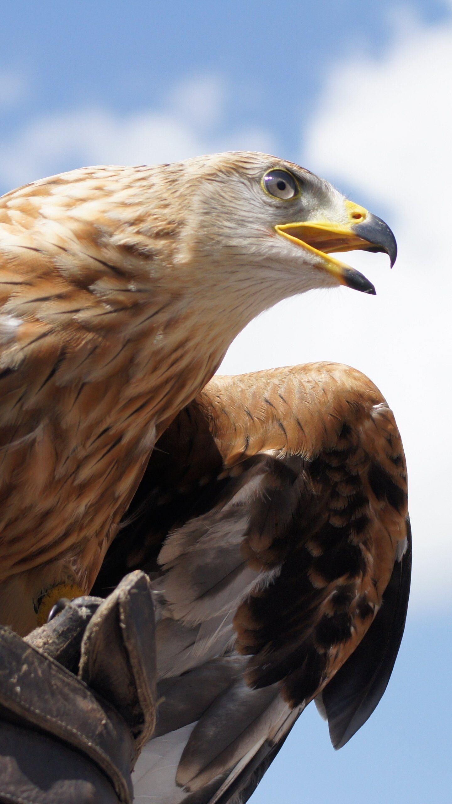 Intense Golden Eagle Stare, Unwavering Focus, Piercing Eyes, Predatory Gaze, 1440x2560 HD Phone