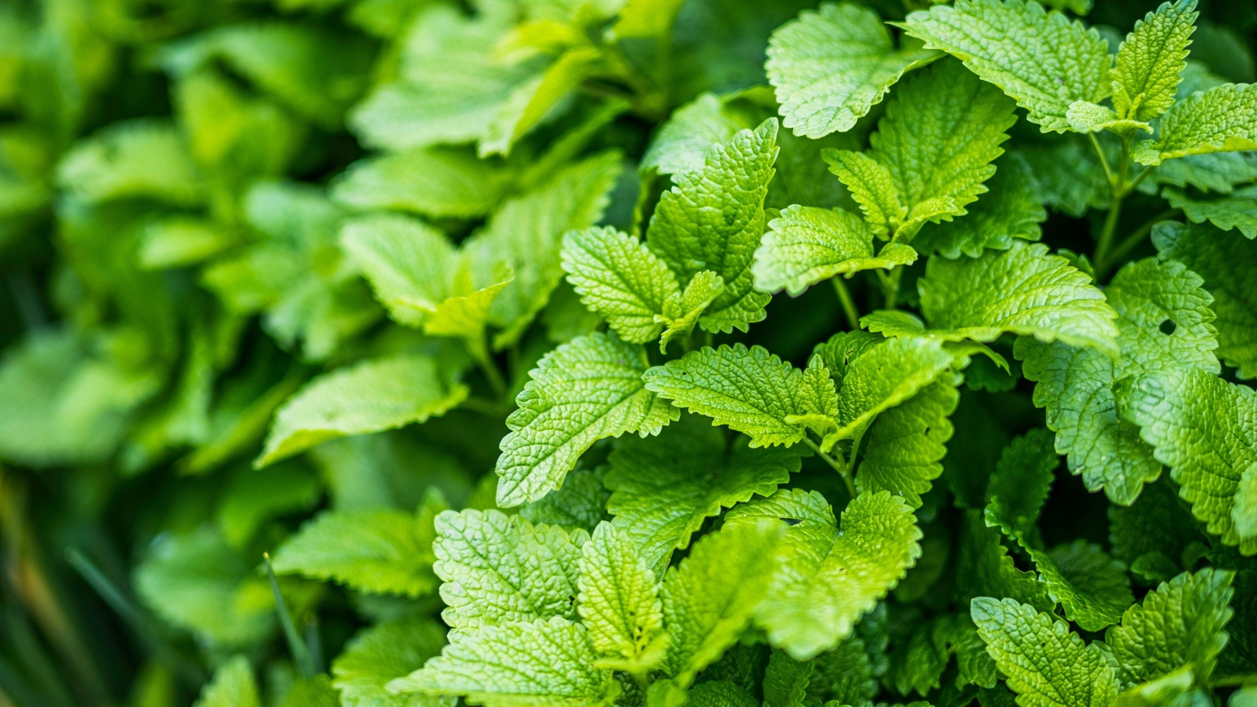 Lemon Balm, Stress relief, Anxiety support, Natural supplements, 2560x1440 HD Desktop