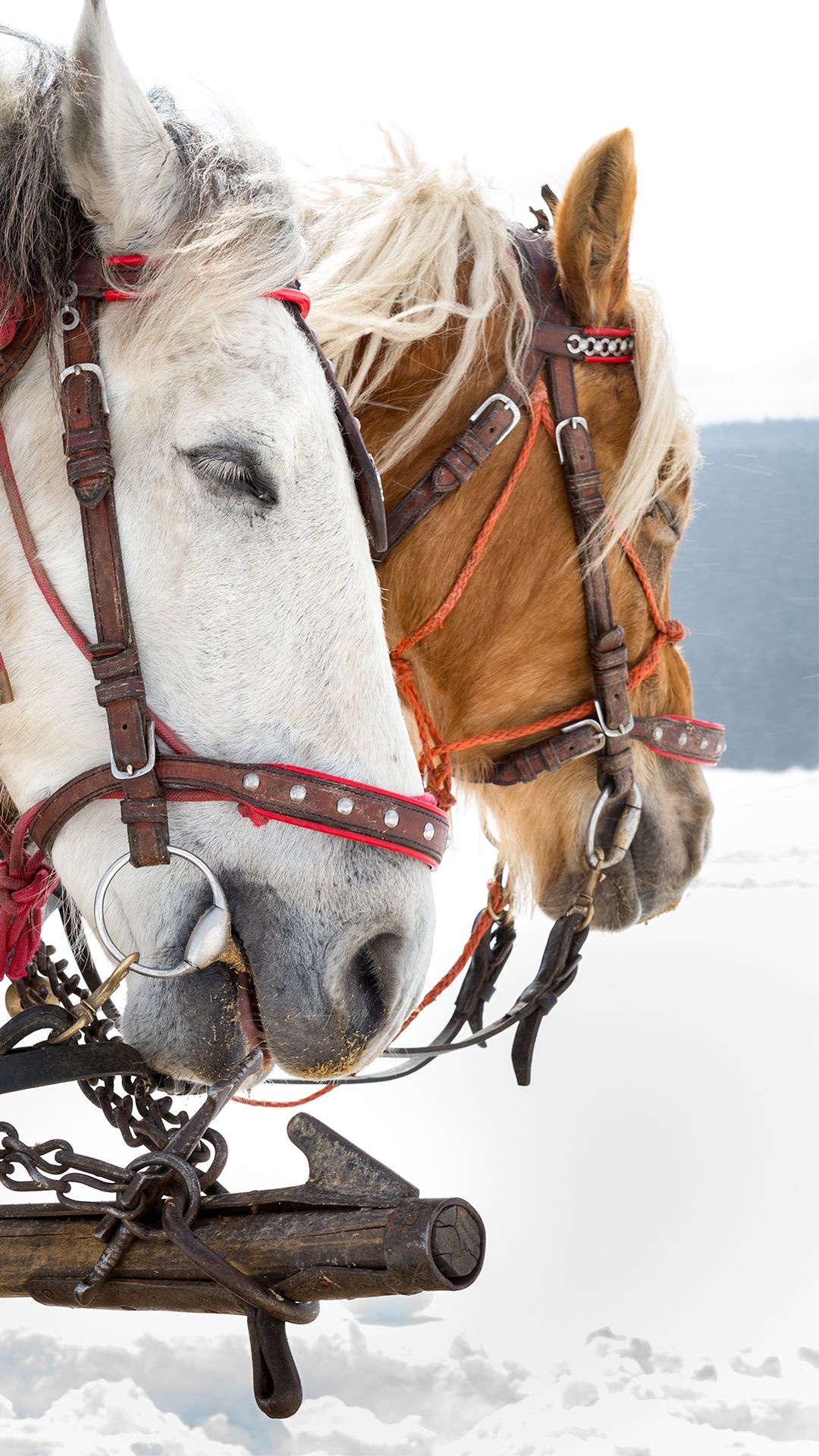 Horses in the Snow, Winter, Wallpaper, 1080x1920 Full HD Phone