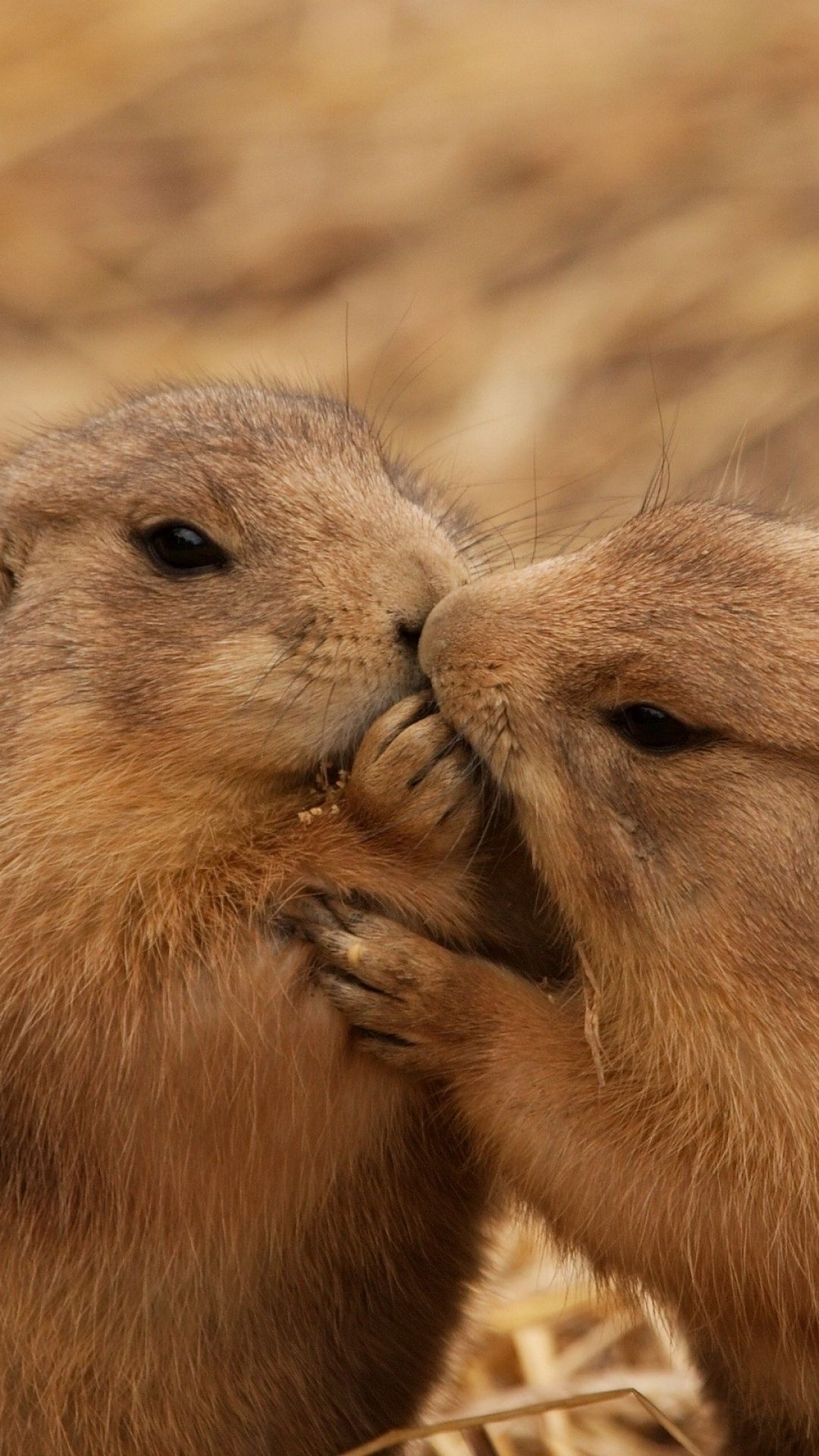 Prairie Dogs, Wild animals, Beautiful photos, 1080x1920 Full HD Phone