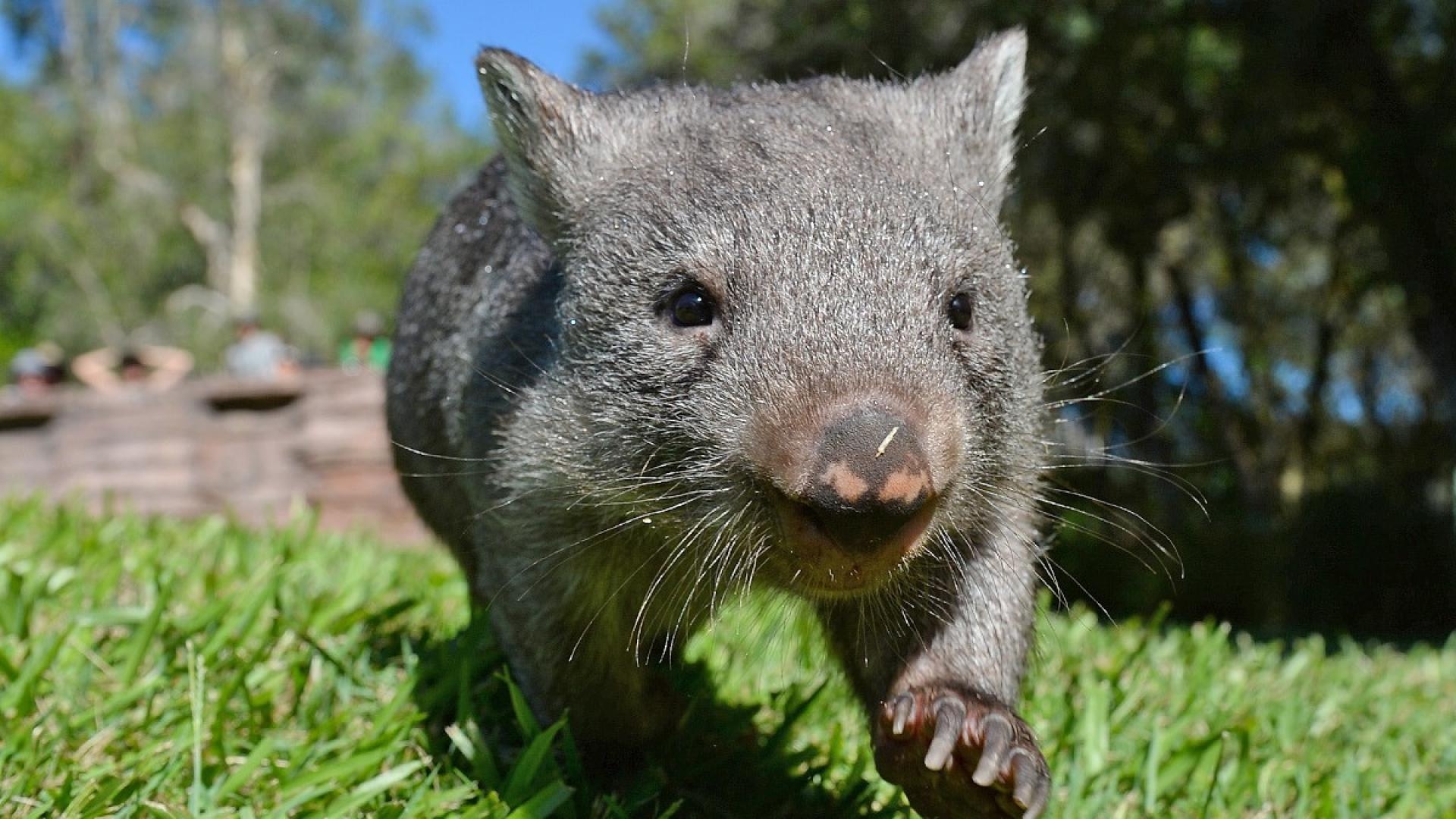 Across the ocean, International shipping, Wombat reference, Pty ltd, 1920x1080 Full HD Desktop