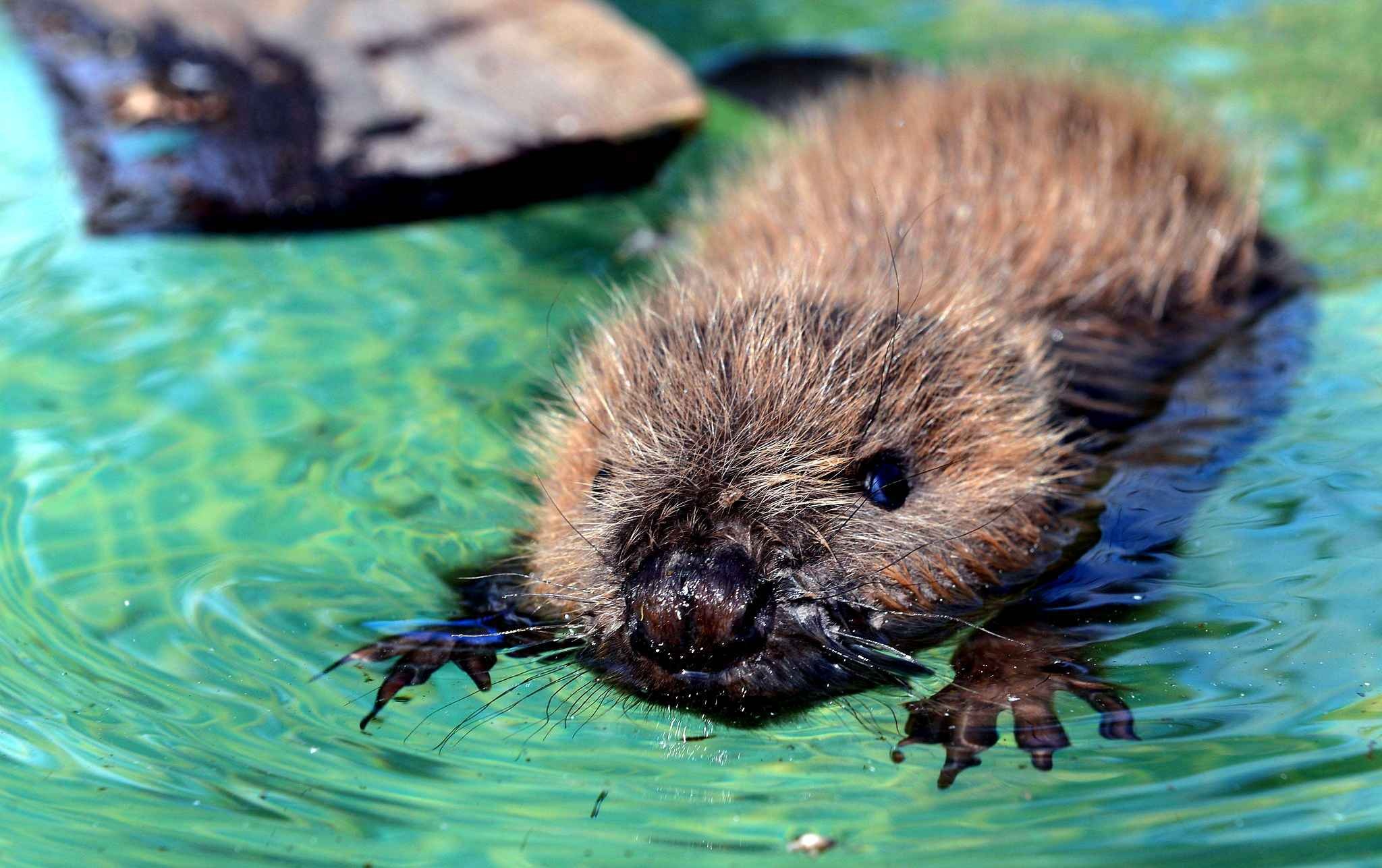 Beaver wallpapers, Nature backgrounds, Wildlife images, Animal photos, 2050x1290 HD Desktop
