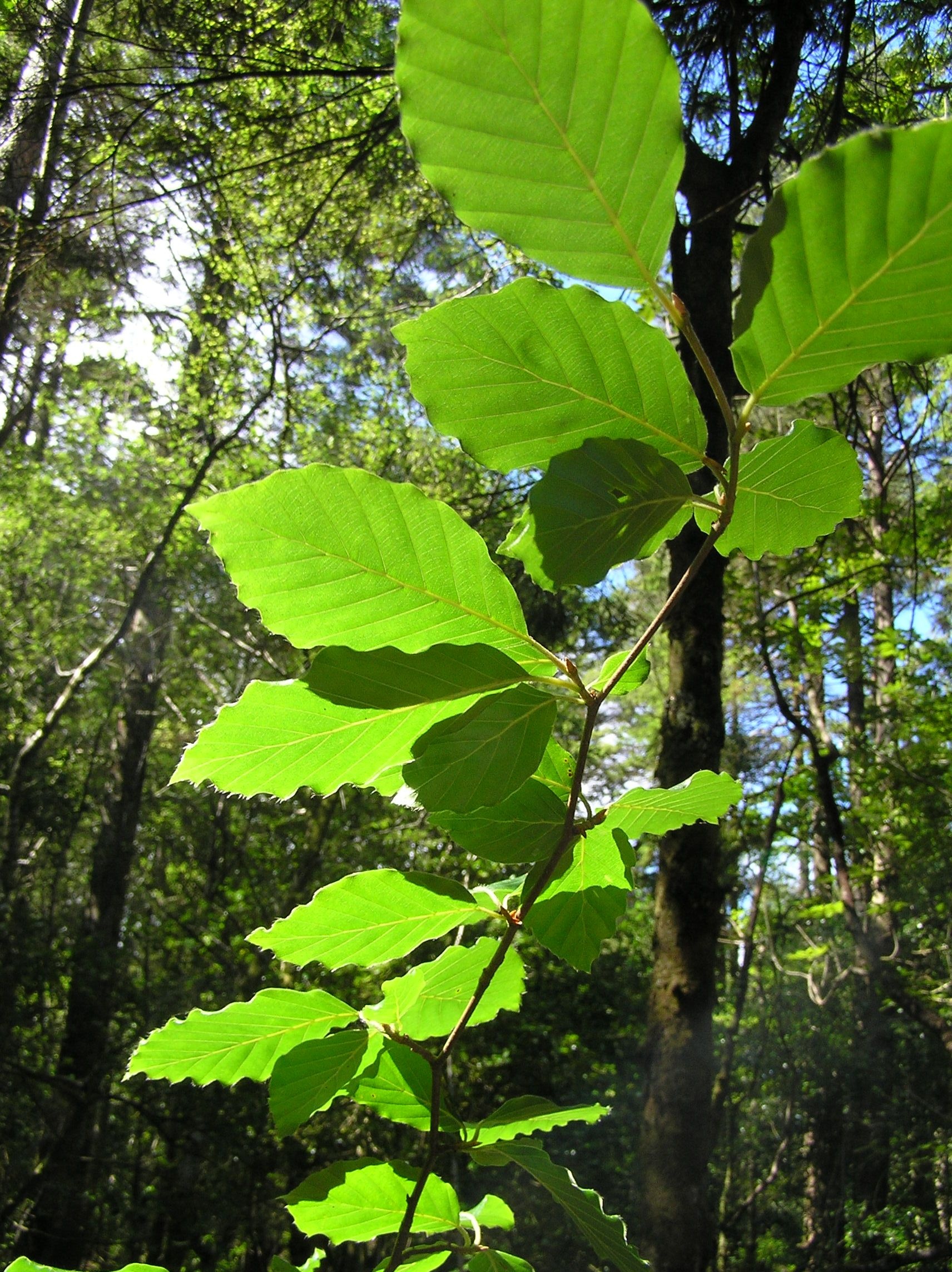 Young beech tree, Vibrant new life, Nature's promise, Growing strong, 1720x2290 HD Phone