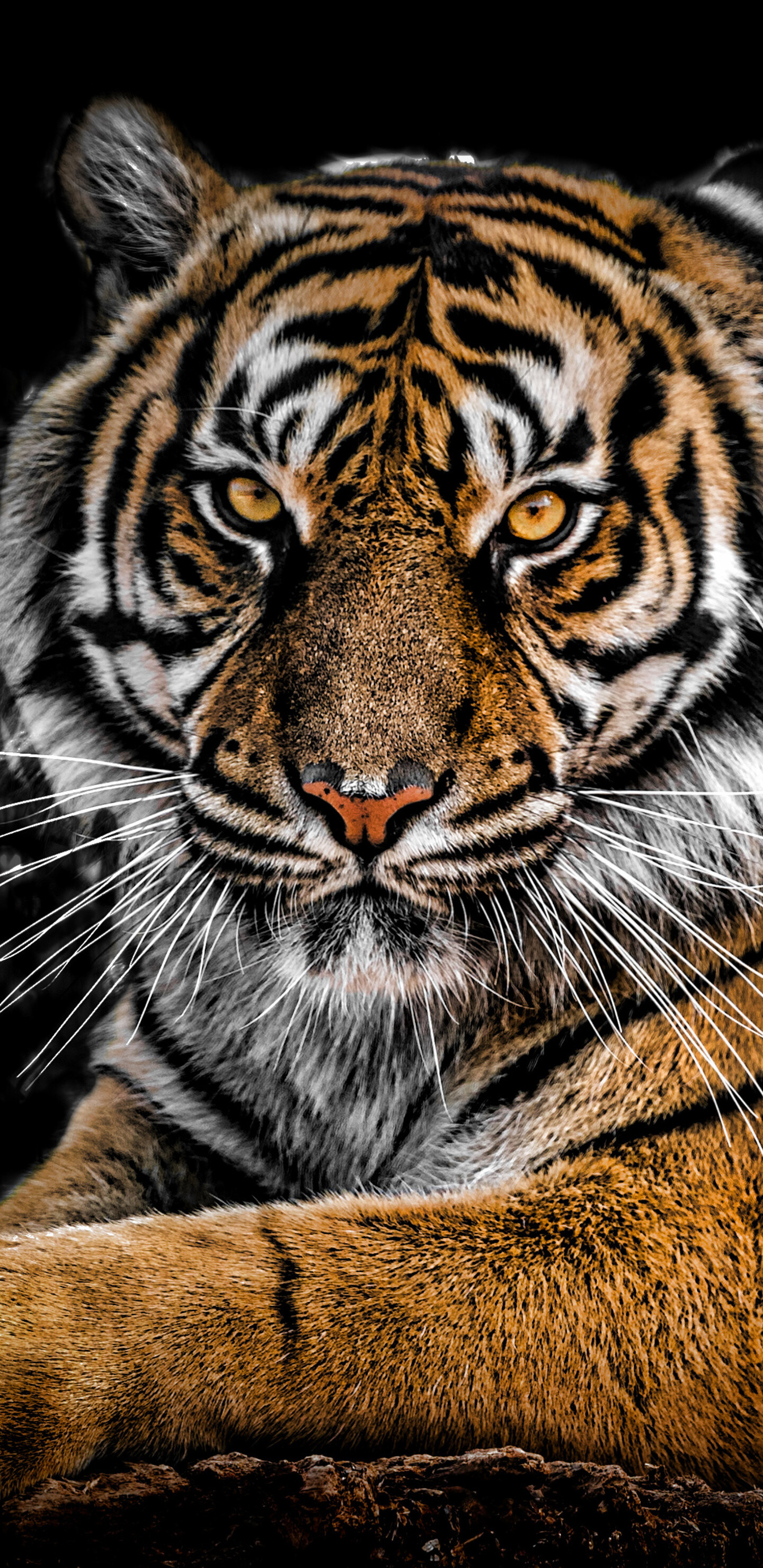 Closeup tiger, Galaxy Note 9, QHD HD 4K, Mesmerizing wildlife, 1440x2960 HD Phone