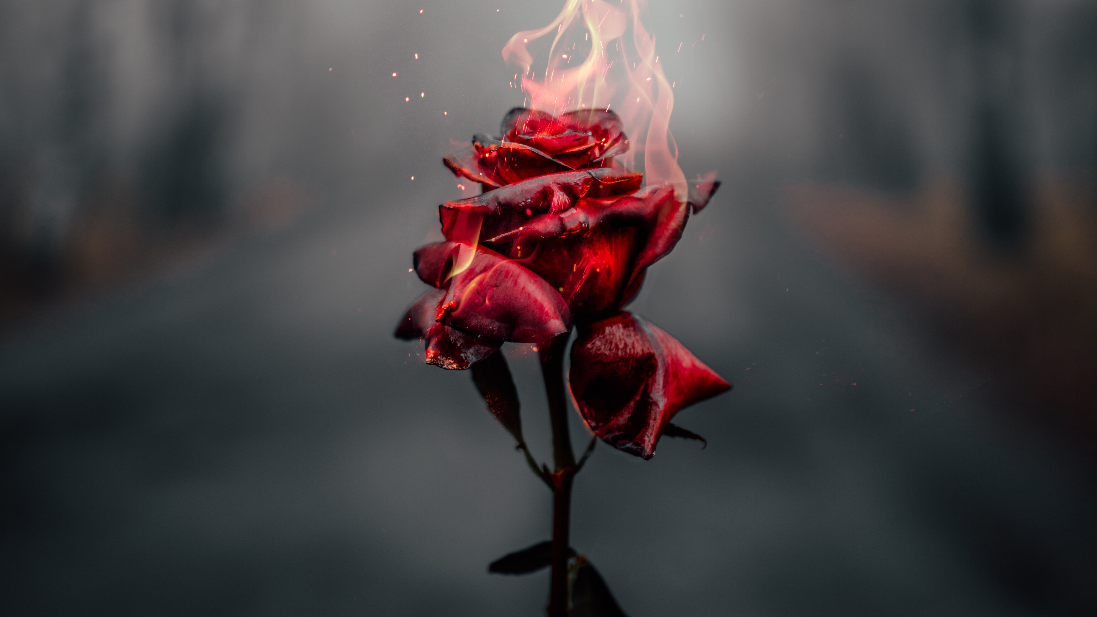 Rose on Fire, Roses Wallpaper, 3500x1970 HD Desktop