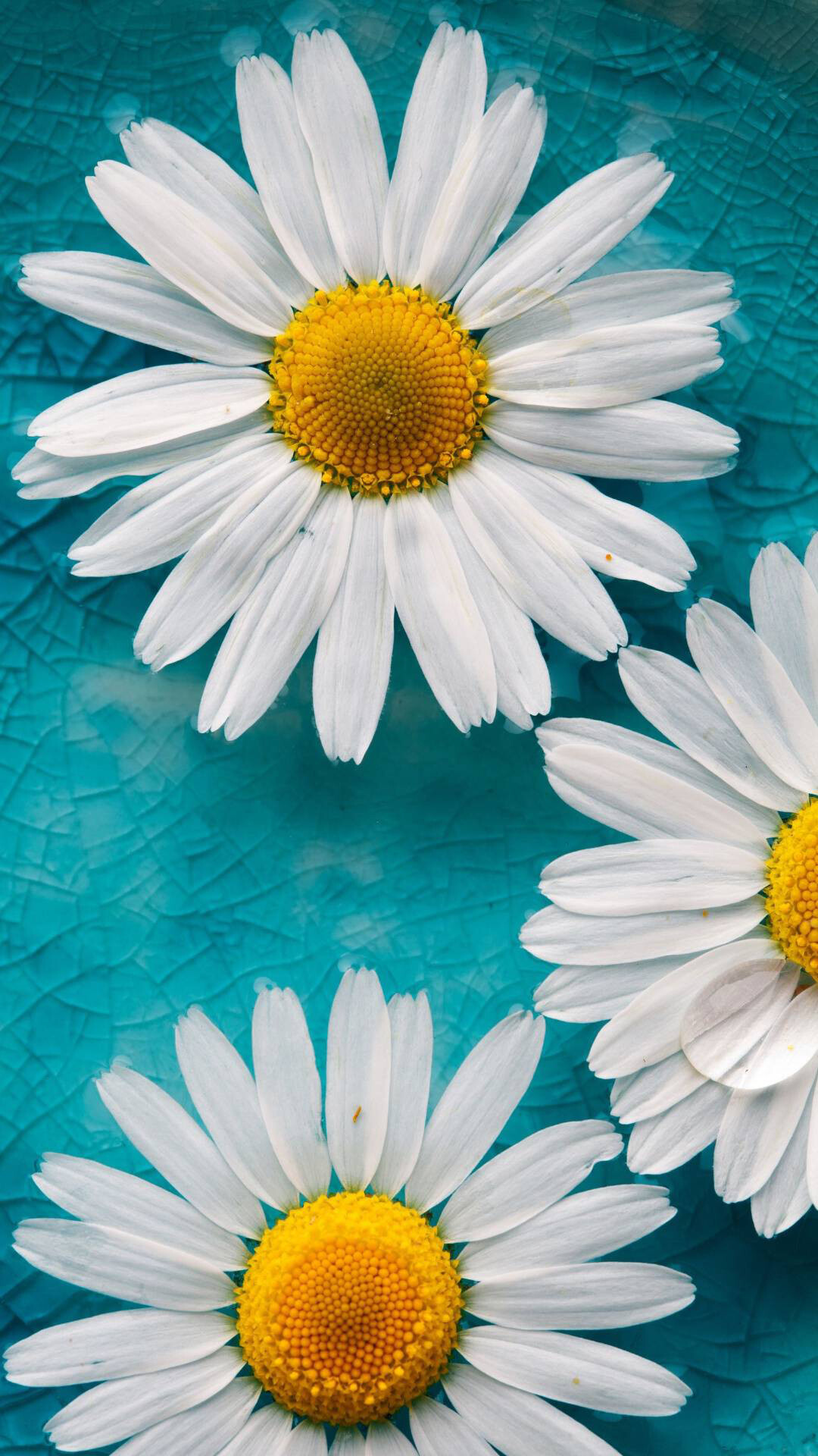 White daisy flowers, UHD wallpaper, Nature's grace, Elegance in petals, 1080x1920 Full HD Phone