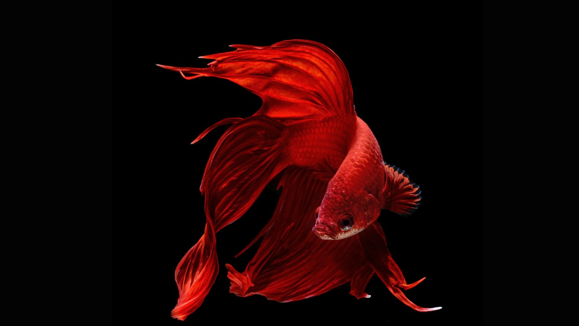 Siamese fighting fish, Colorful aquatic life, Vibrant underwater creatures, Exquisite fish species, 1920x1080 Full HD Desktop