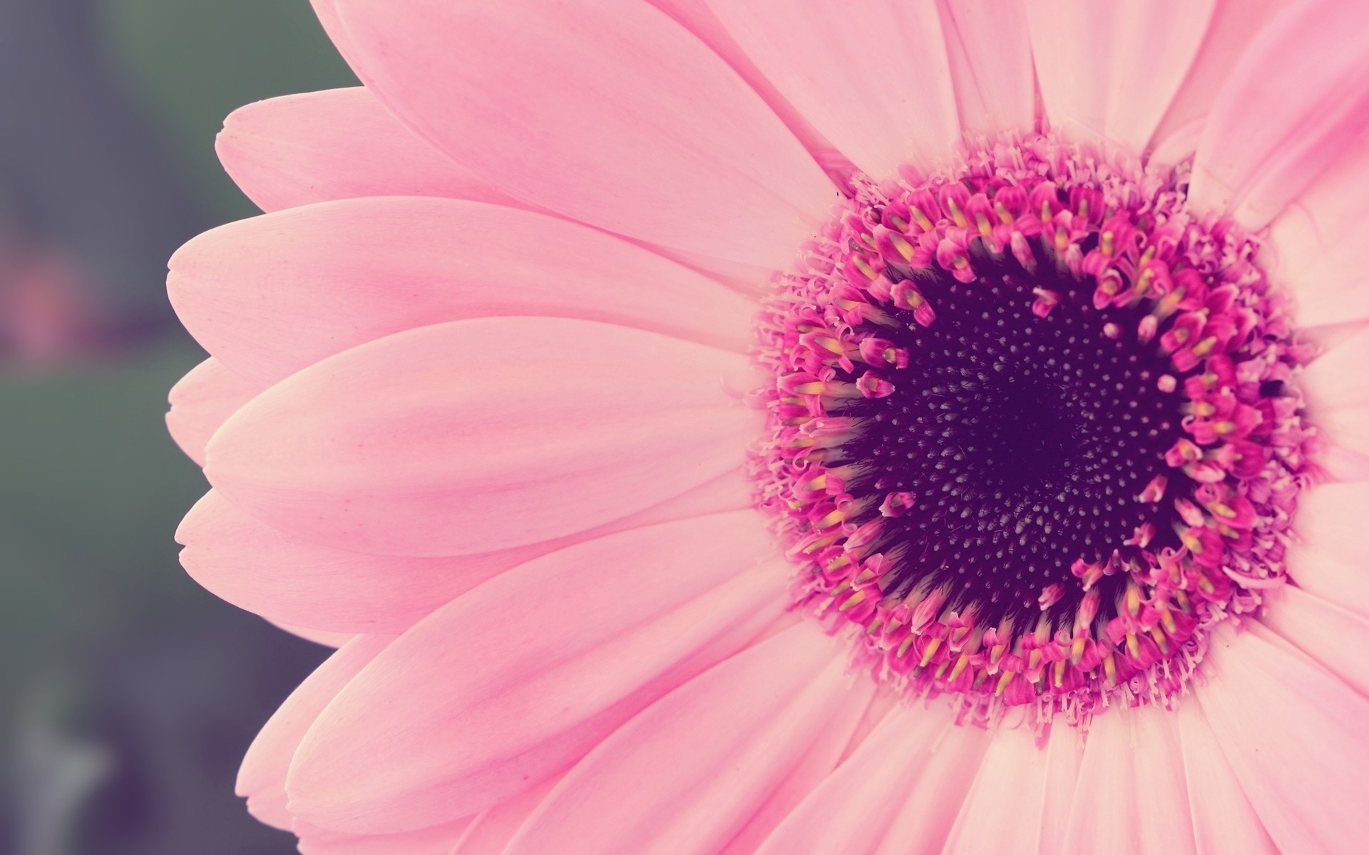 Pink Gerbera daisy, Gerbera center disc, Pastel pink petals, HD Desktop wallpaper