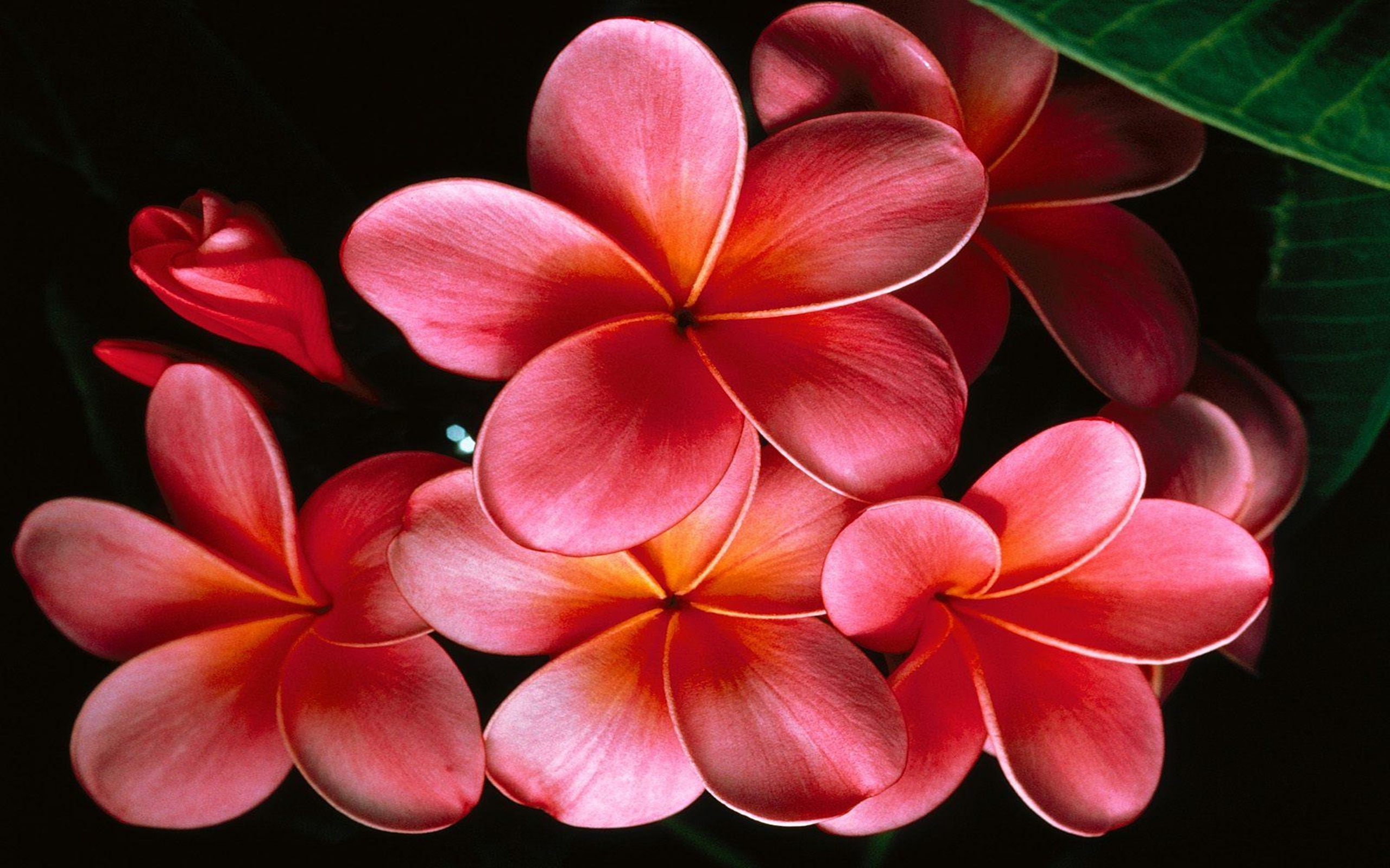 Plumeria rubra, Hawaiian Flower Wallpaper, 2560x1600 HD Desktop