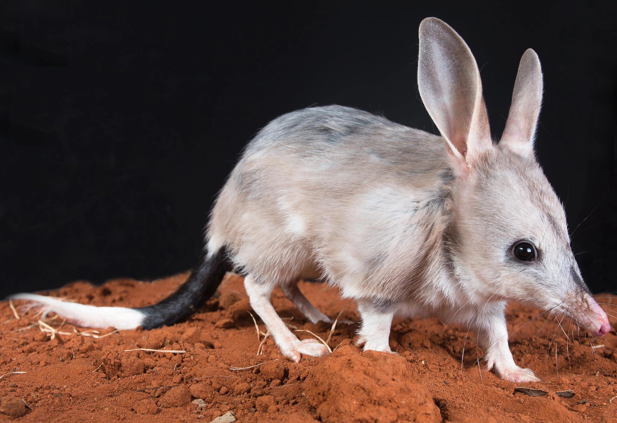 Macrotis (Bilby), Greater bilby, Natural habitat, Unique marsupial, 2050x1410 HD Desktop