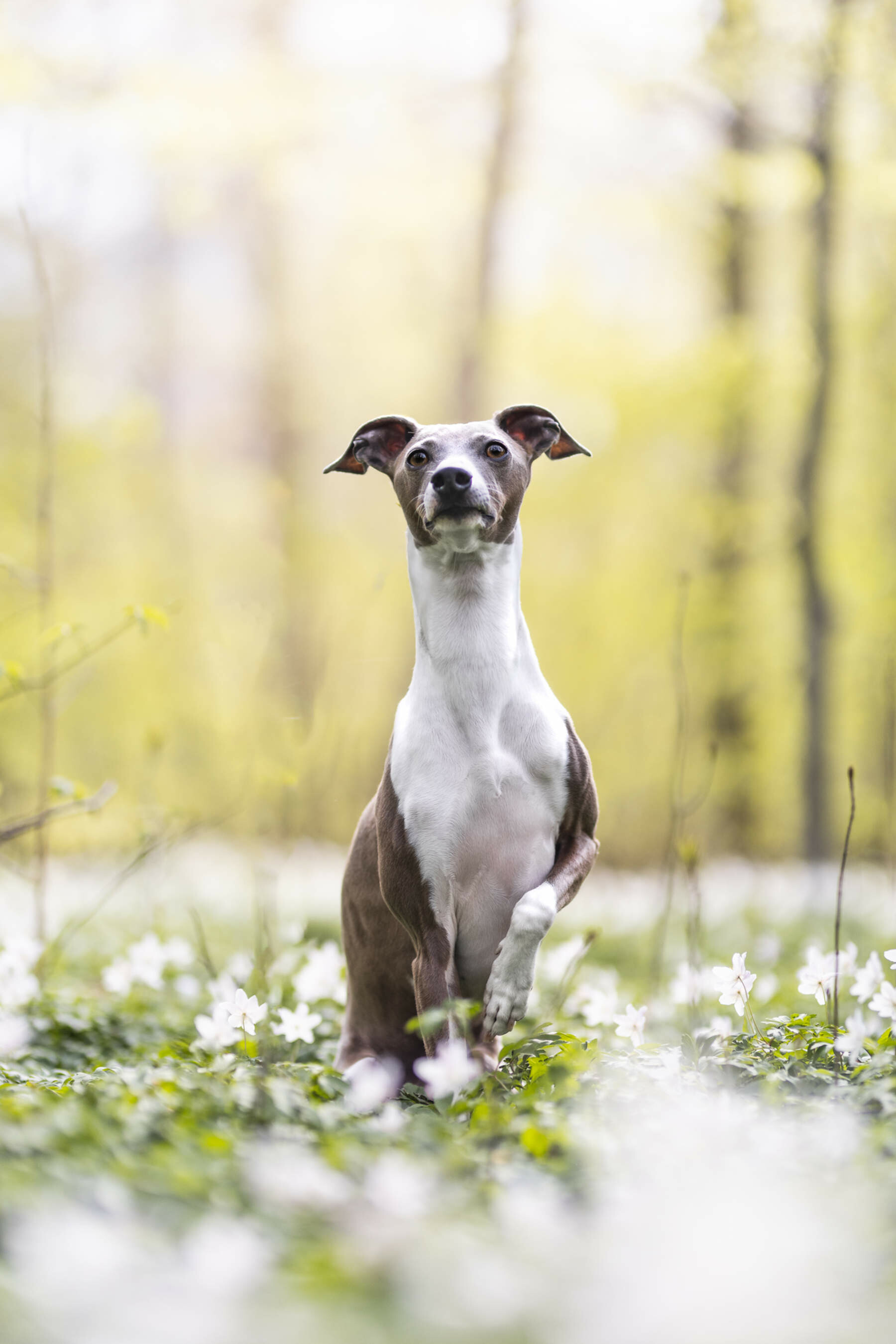Whippet Dog, Darwin the Italian Greyhound, Stunning woodland portraits, Dog photography, 1800x2700 HD Phone