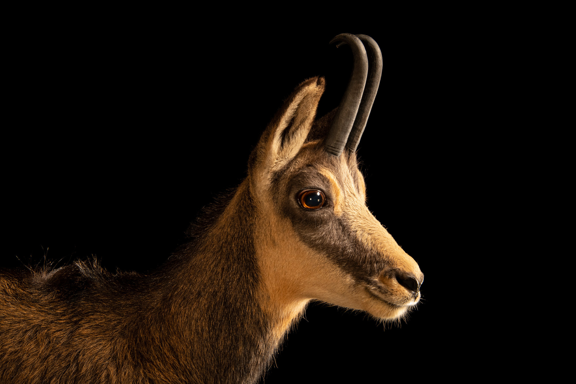 Joel Sartore, Nature's beauty, Animal conservation, Amazing photography, 2000x1340 HD Desktop