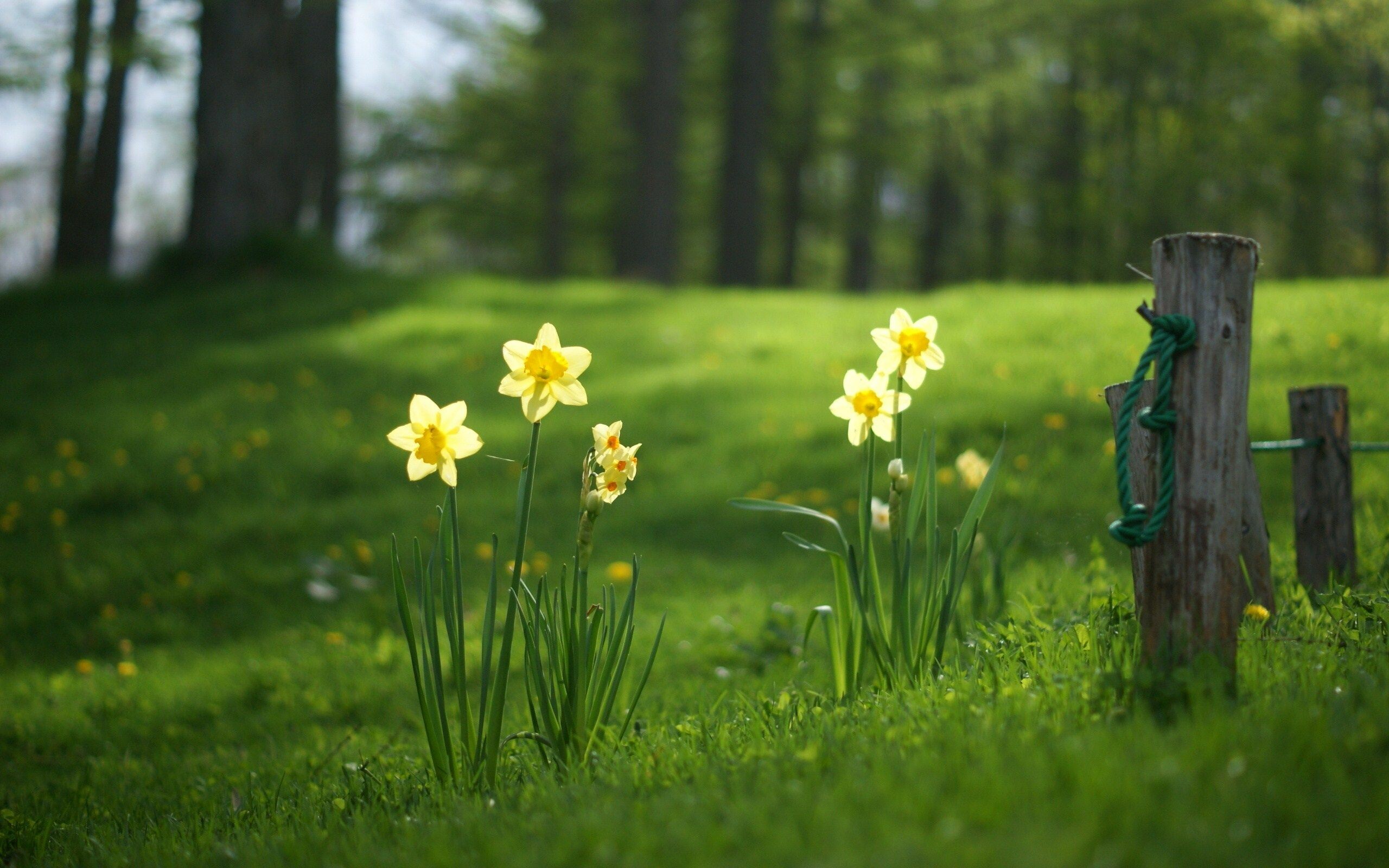 Wild Daffodils, Daffodils Wallpaper, 2560x1600 HD Desktop