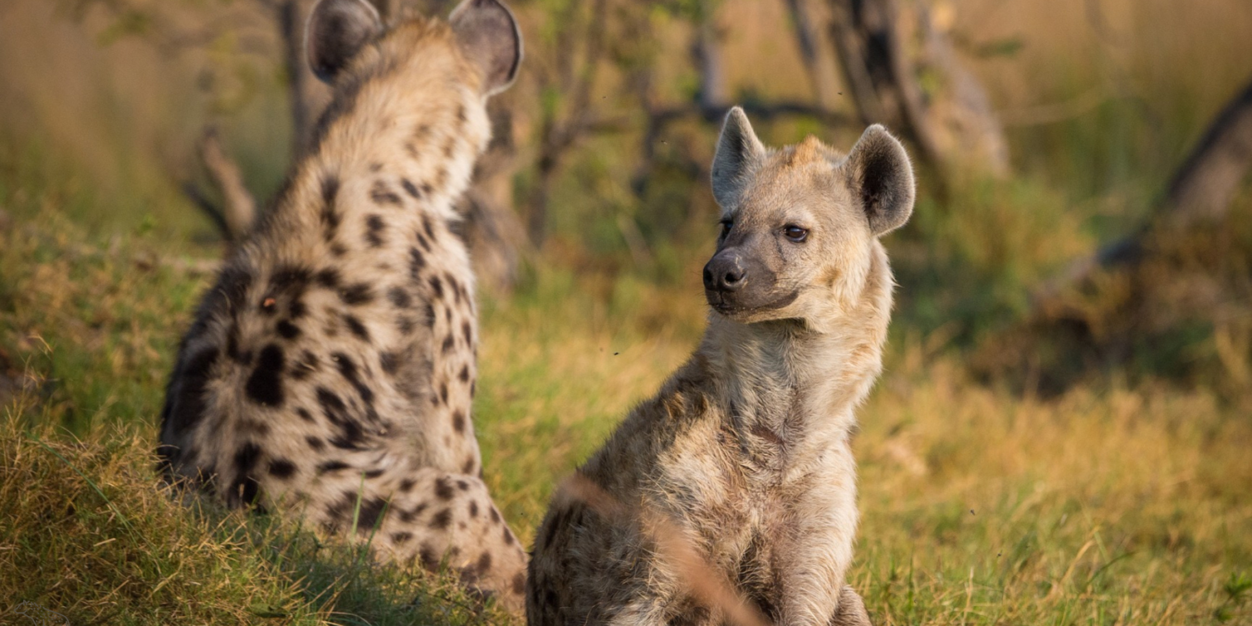 Hyena, 24 eth147, Complexities of a clan, Wildlife fascination, 2560x1280 Dual Screen Desktop