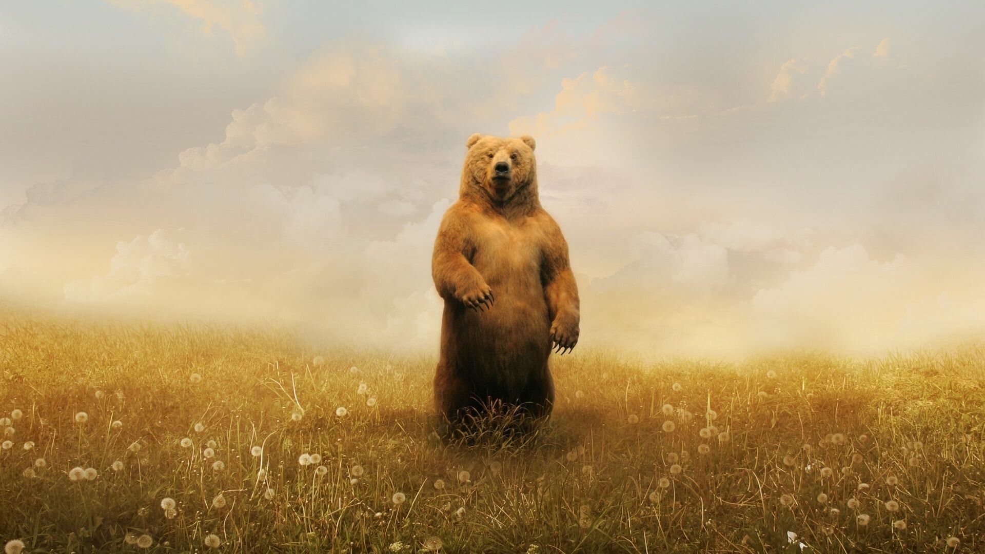 Beautiful bear, Top quality, Captivating backgrounds, Nature, 1920x1080 Full HD Desktop