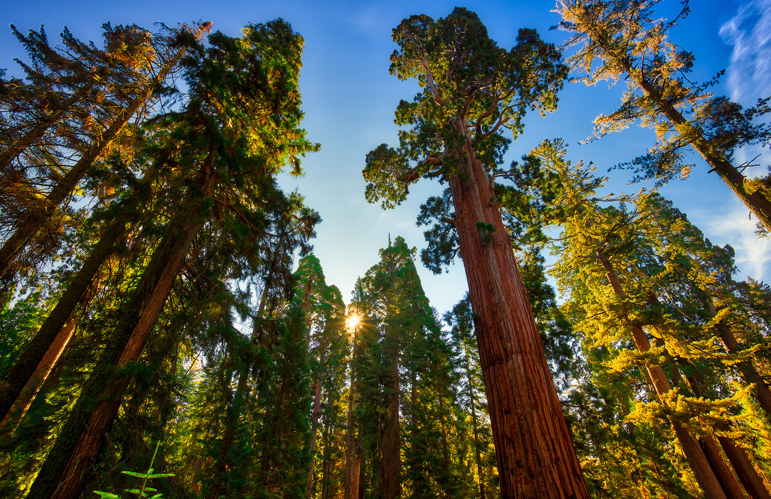 Redwood National Park, Must-see attractions, Nearby sights, Redwood exploration, 2500x1620 HD Desktop