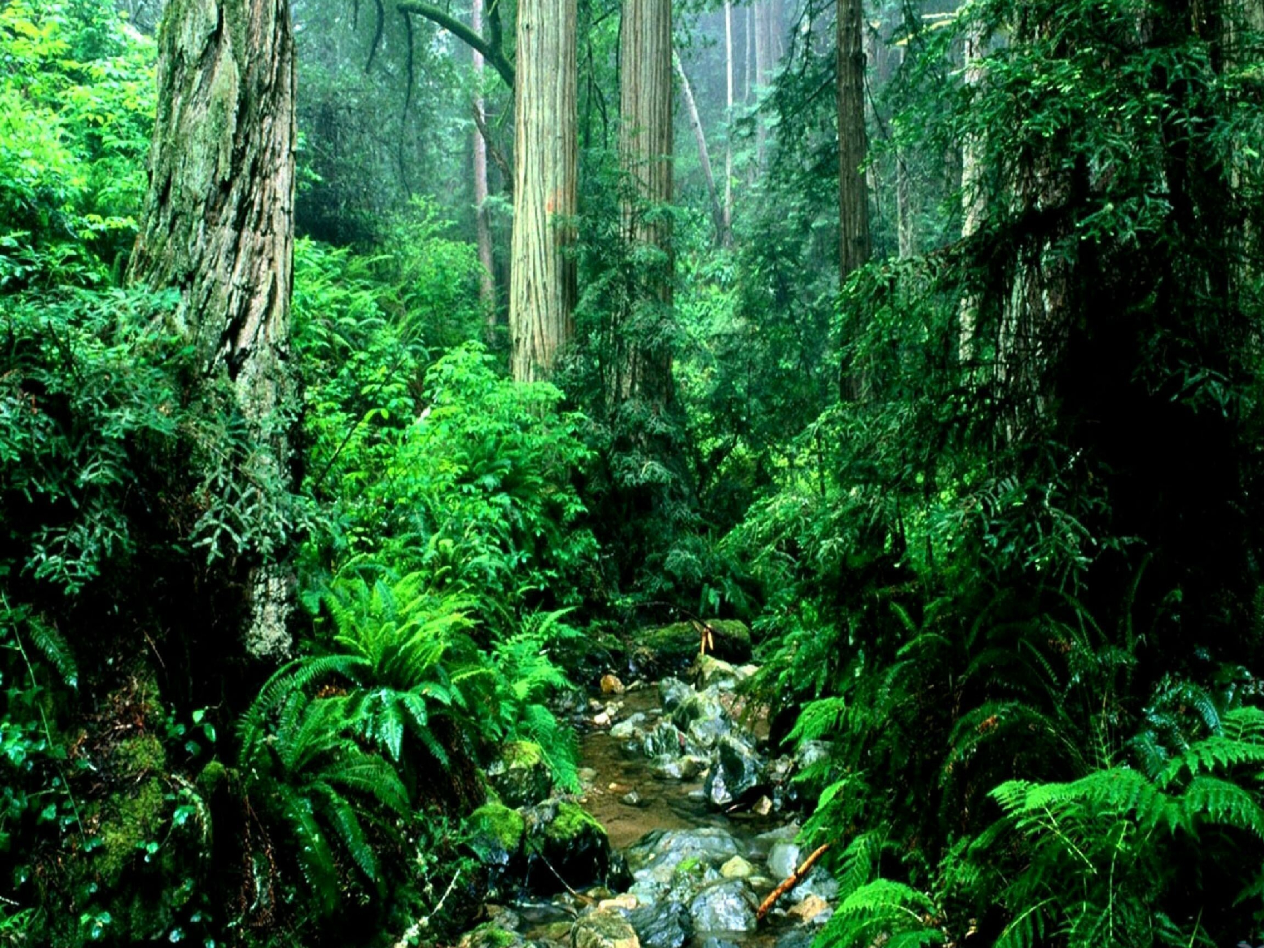 Rainforest beauty, Ultra HD wallpapers, Nature's wonders, Captivating visuals, 2560x1920 HD Desktop