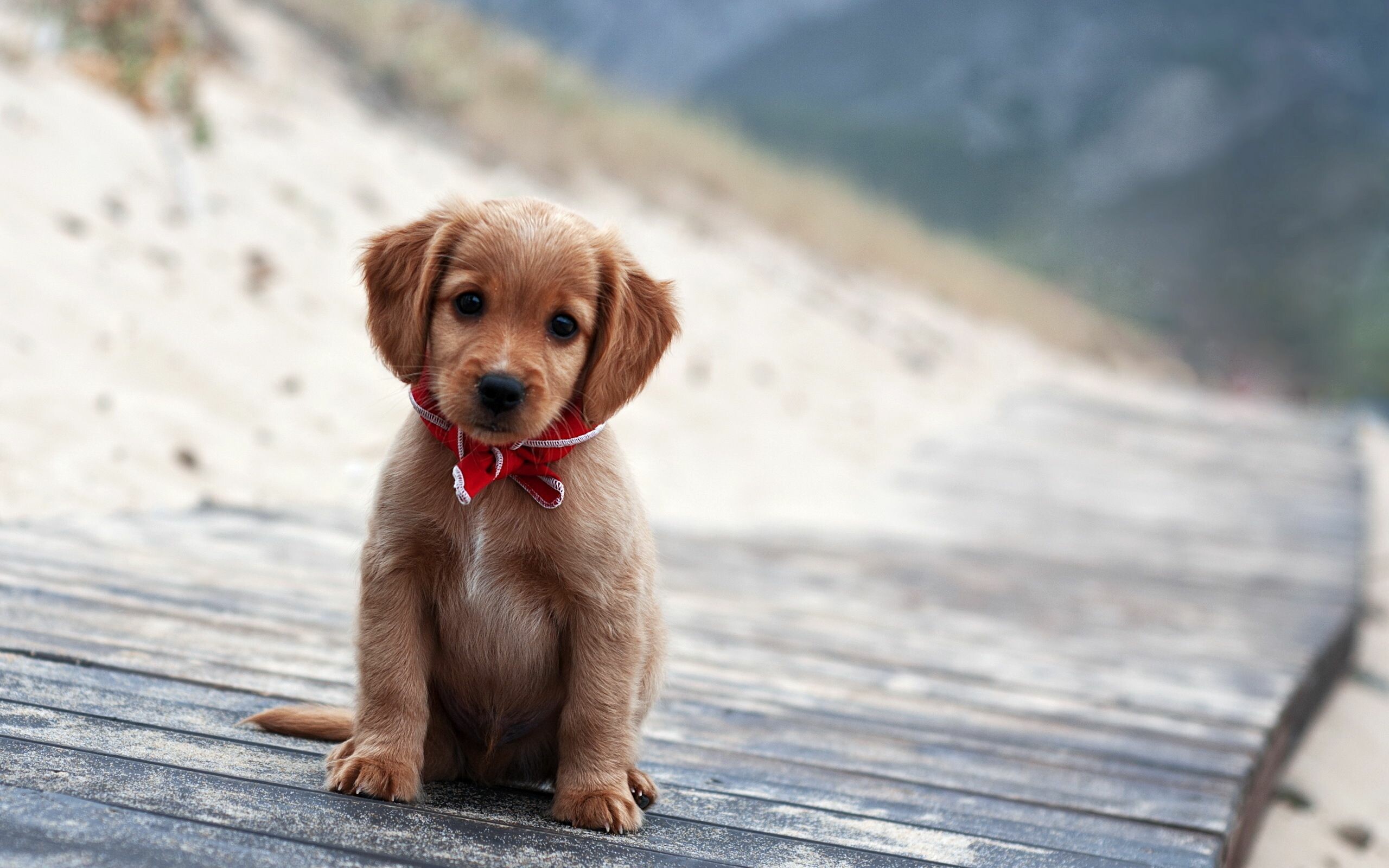 Dog, Winter scenes, Cute puppy, Heartwarming wallpapers, 2560x1600 HD Desktop