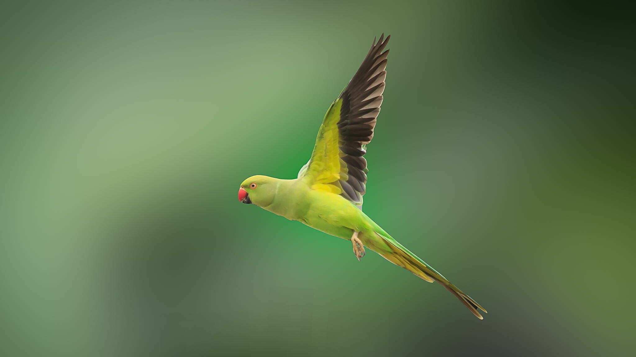 Elegant parrot portrait, Majestic bird species, Striking colors, Free-spirited creatures, 2050x1160 HD Desktop