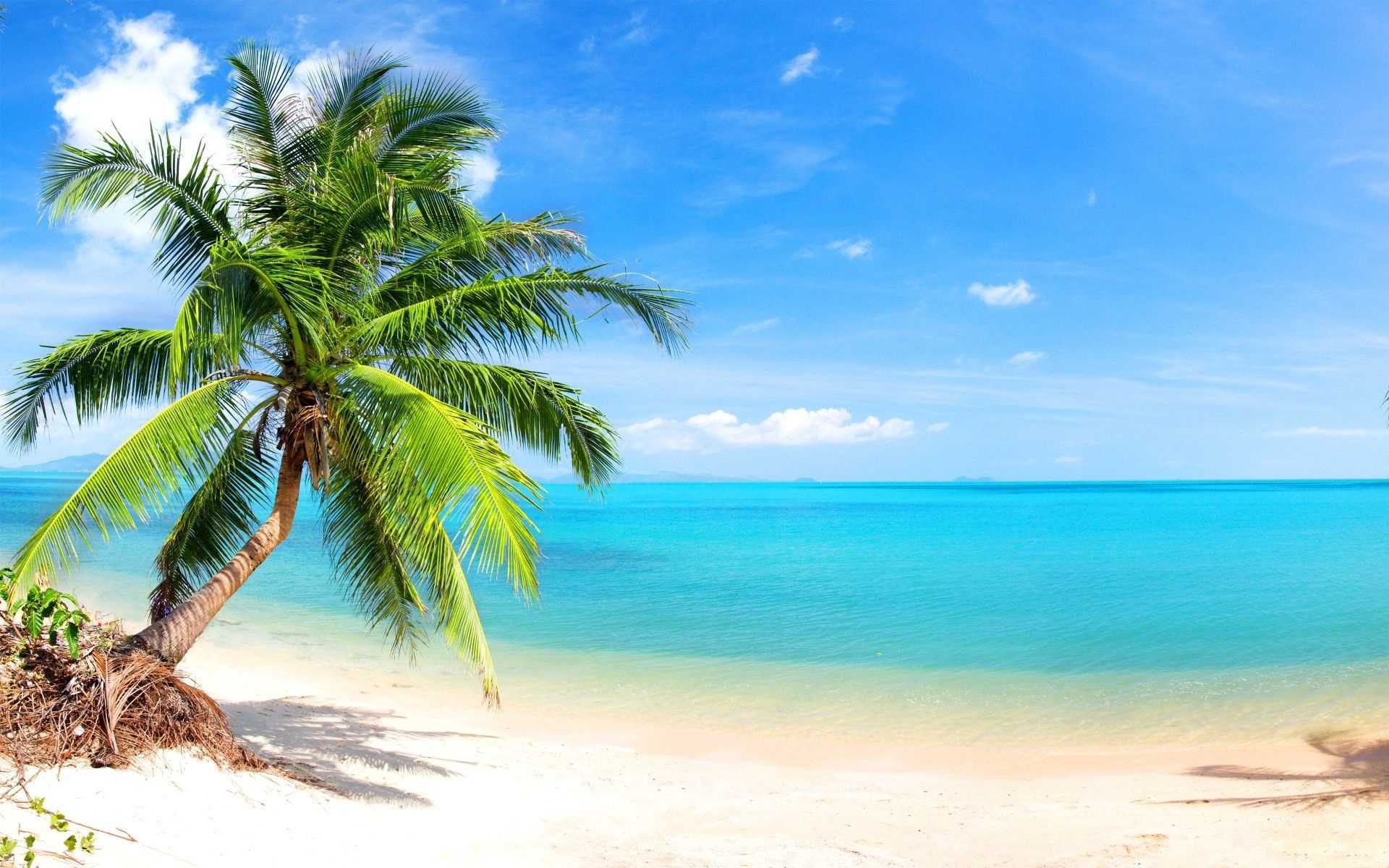 Leaning coconut palm tree, Turquoise tropical ocean, White sand beach, HD Desktop wallpaper