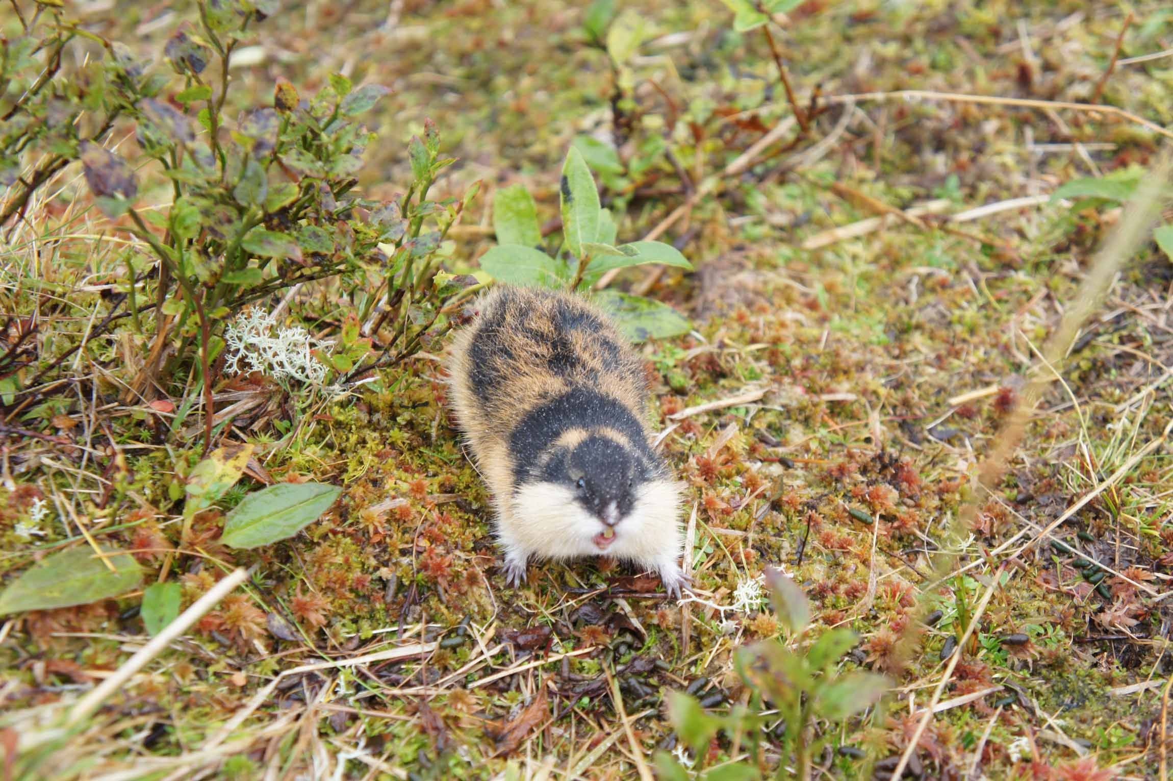 Lemming, Norway lemming, Arctic lemming, Stunning wildlife photo, 2300x1540 HD Desktop