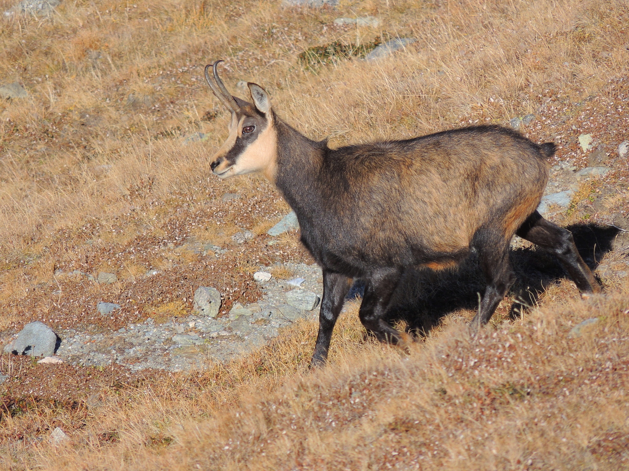 Chamois species, Northern chamois sightings, Prized inaturalist observations, European mountain dweller, 2050x1540 HD Desktop