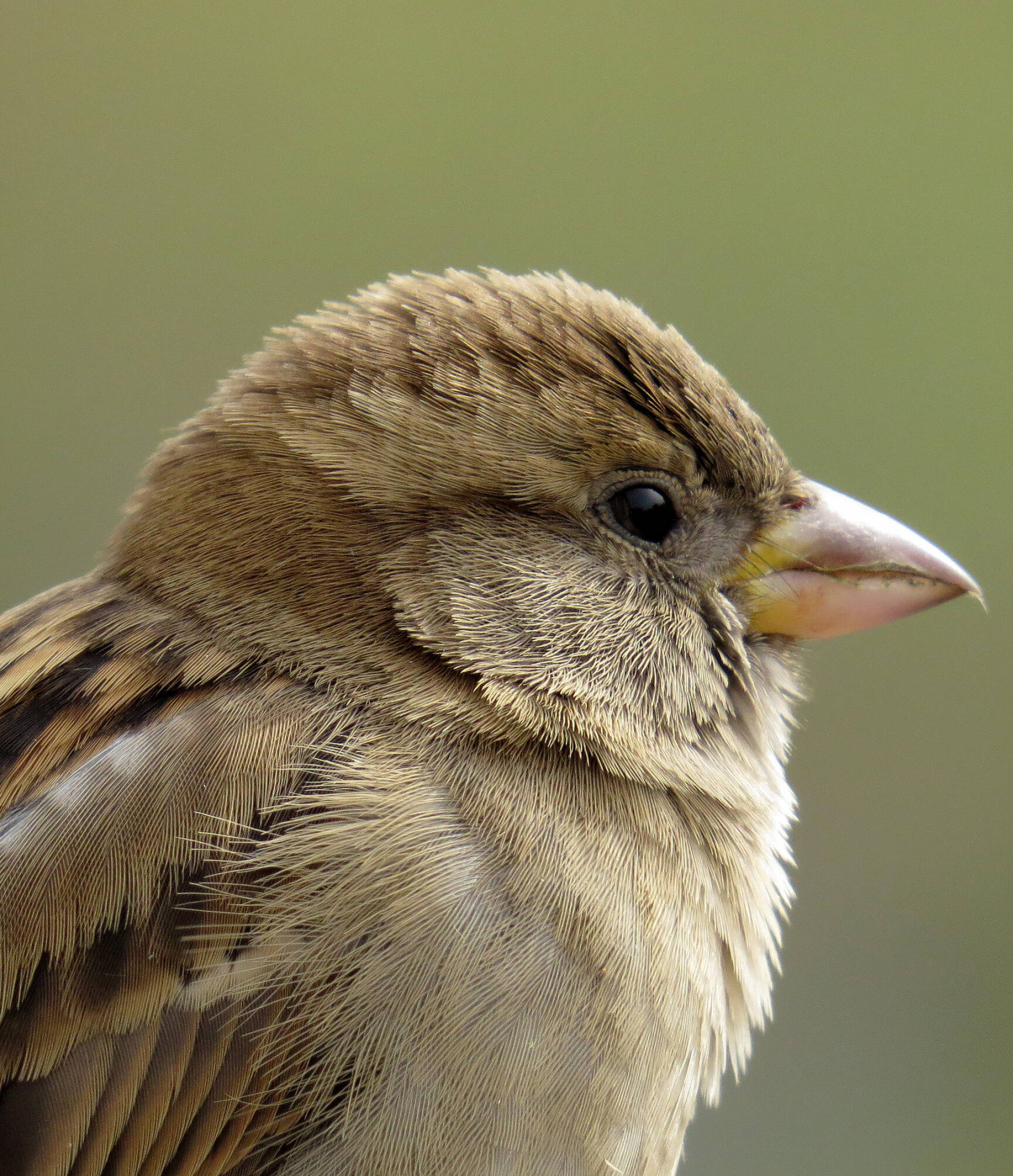 City-dwelling bird, Urban birdwatching, Free bird images, Creative Commons license, 1920x2230 HD Phone