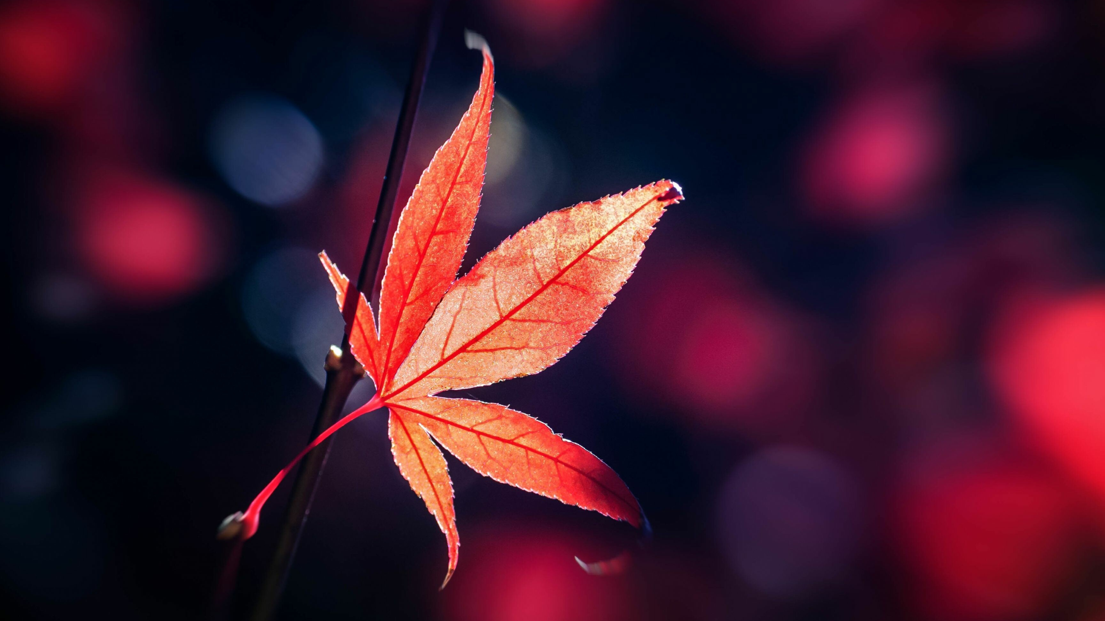 Leaf, Maple leaves, Autumnal beauty, Tranquil scene, 3840x2160 4K Desktop