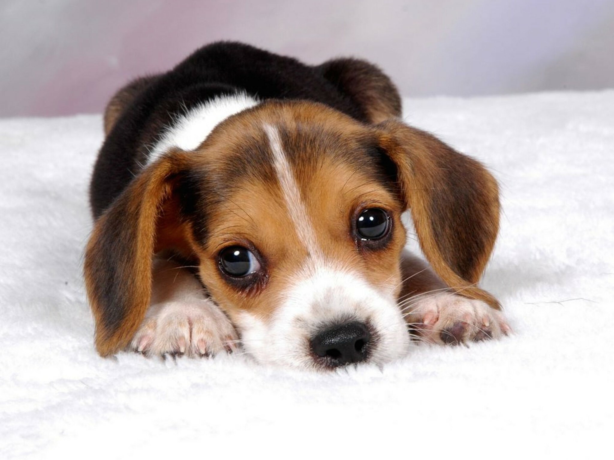 Beagle, Puppies Wallpaper, 2050x1540 HD Desktop