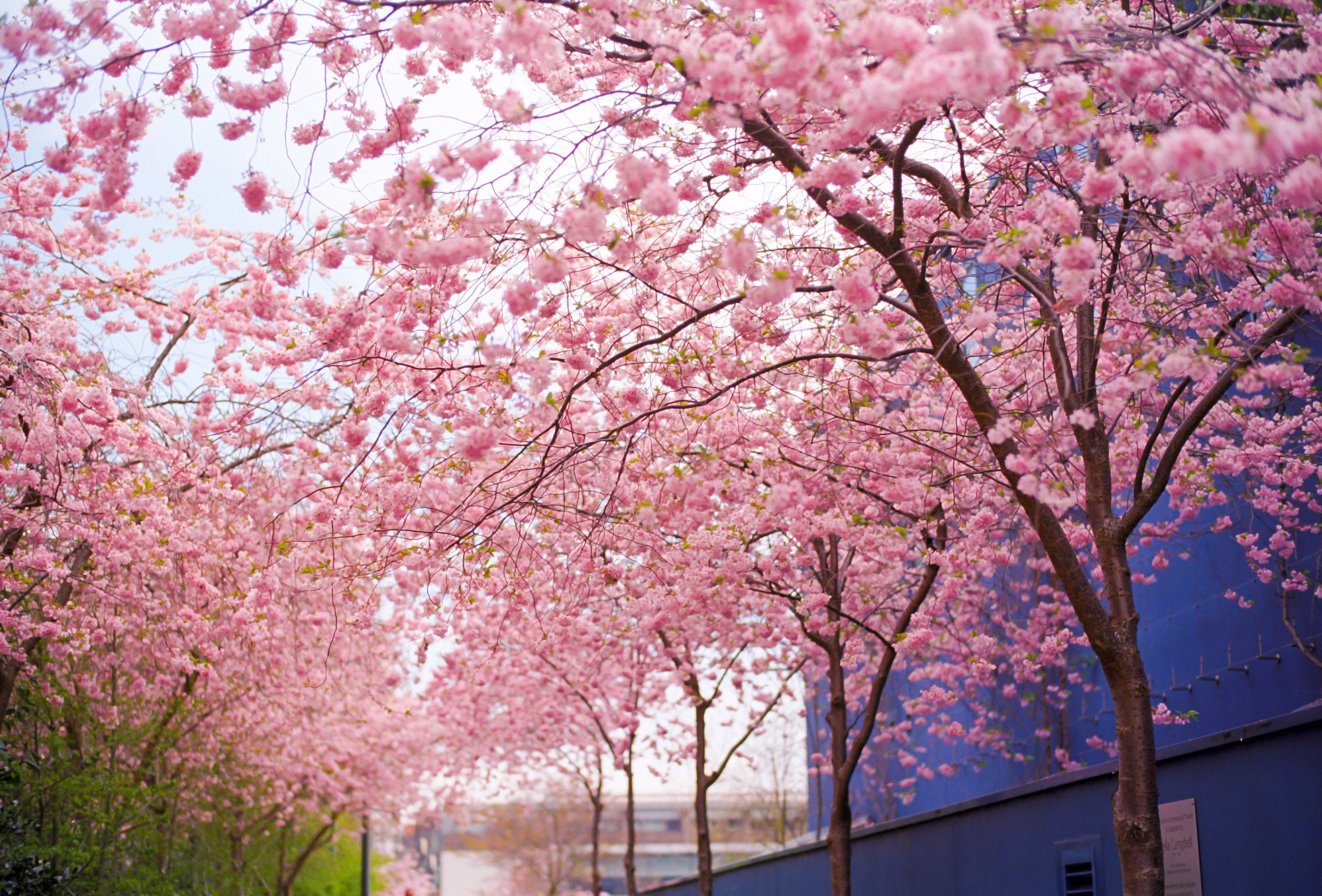 Blooming sakura tree canopy, Pink cherry blossom alley, Blue urban building facade, HD Desktop wallpaper