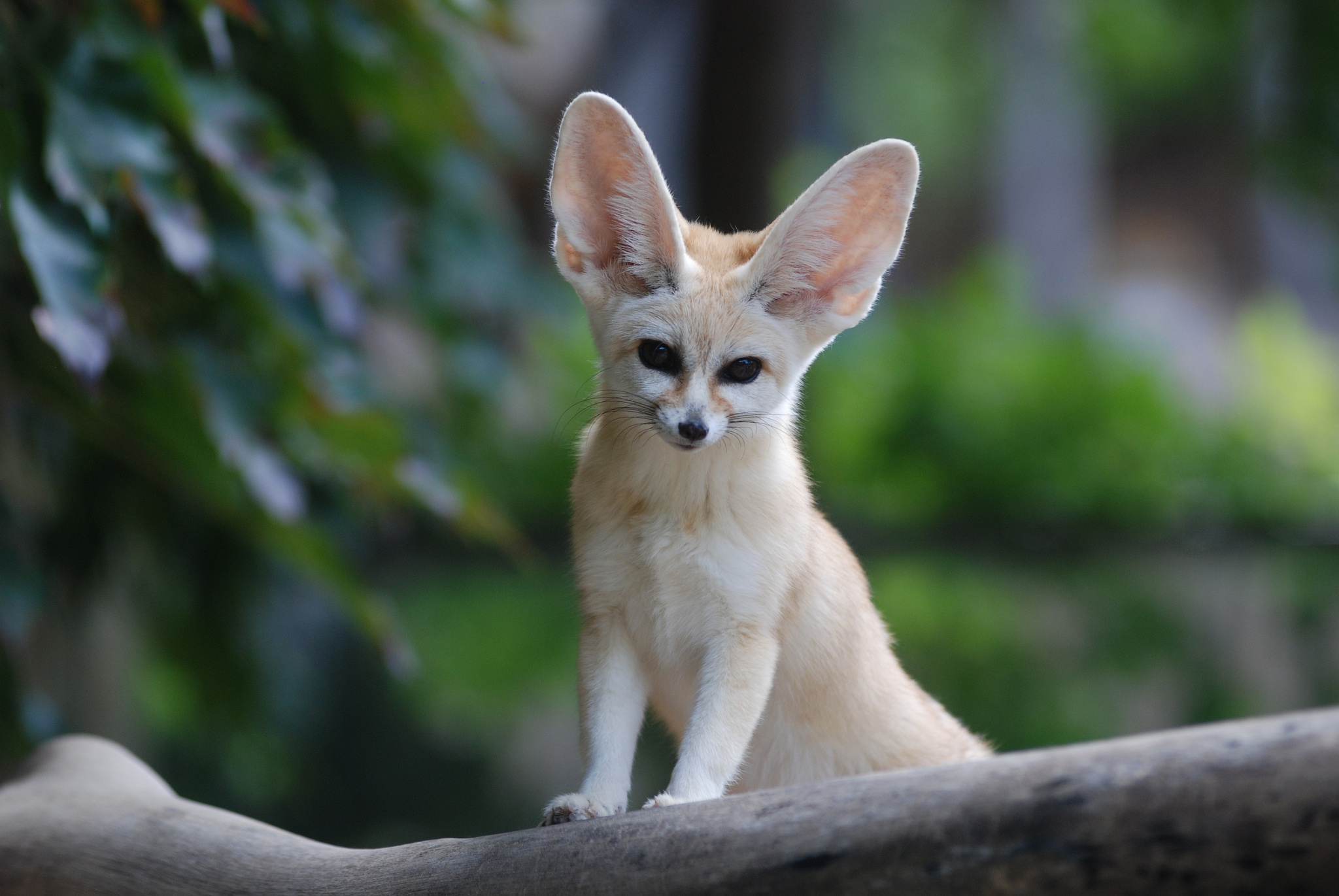 Fennec Fox, Tree fox wallpaper, Cute fox with big ears, Fenech fox, 2050x1380 HD Desktop