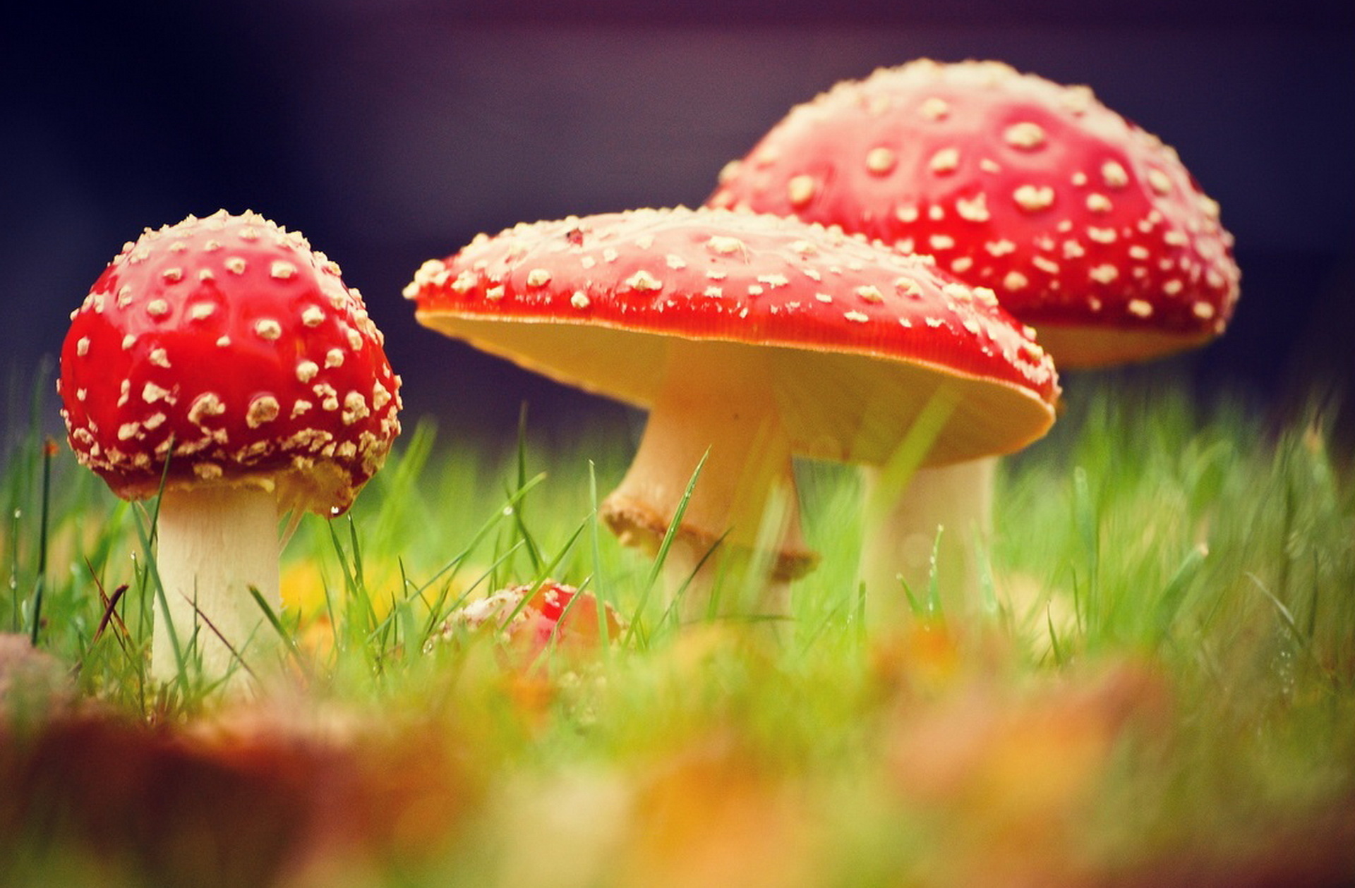 Amanita, Nature, Toadstools, Mushroom beauty, 1920x1260 HD Desktop