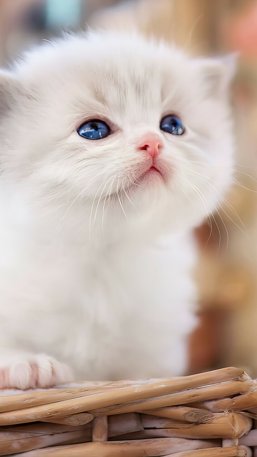 Cute white cat phone wallpaper, iPhone 4k, Beautiful feline, High-resolution image, 1080x1920 Full HD Phone