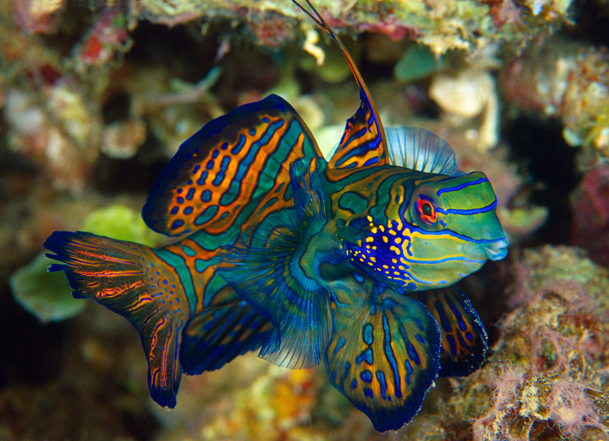 Mandarinfish, Swirling orange blue pattern, Coral rubble backdrop, HD Desktop wallpaper