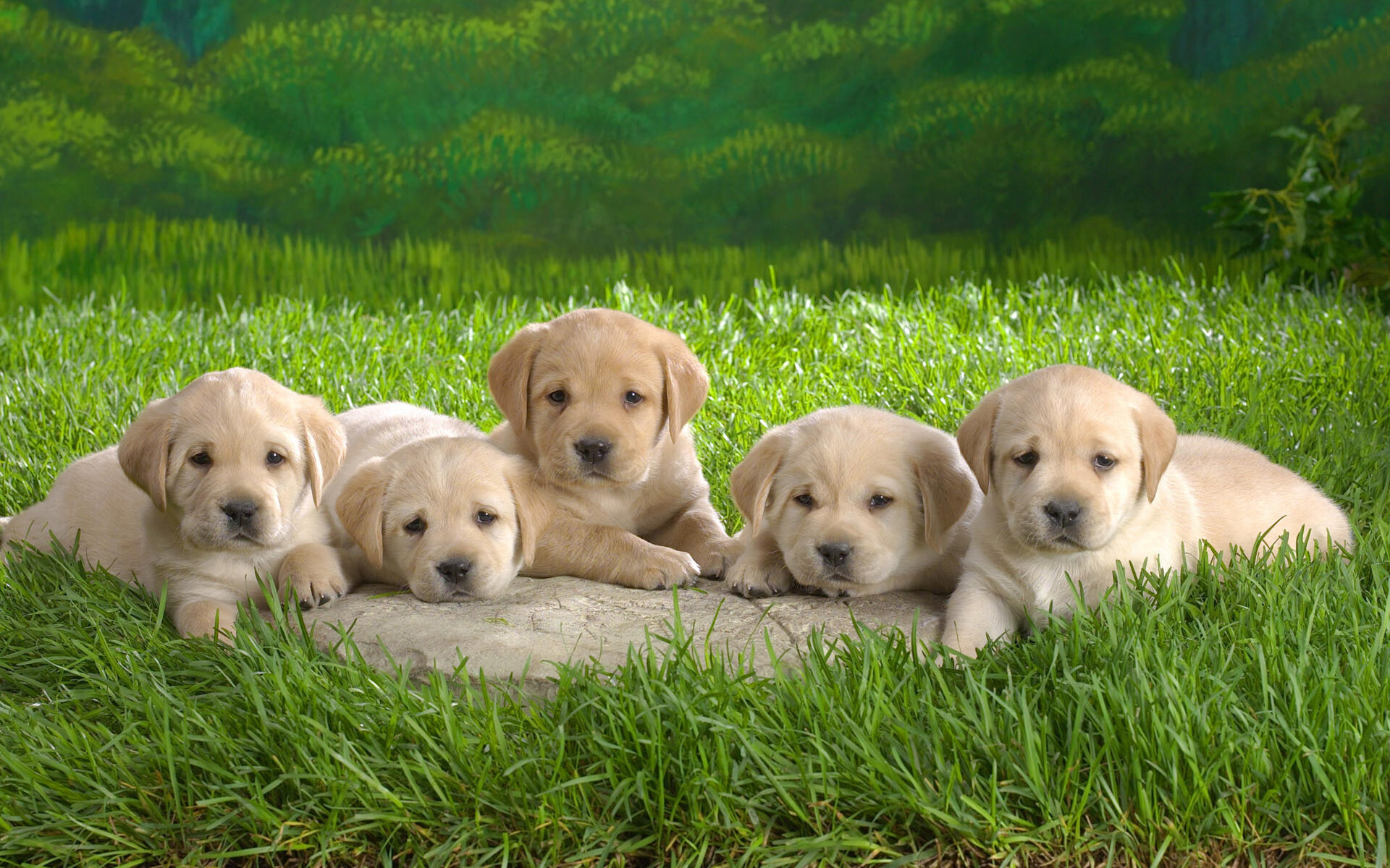 Cute Labrador Retriever, Puppy love, Adorable companion, Playful nature, 1920x1200 HD Desktop