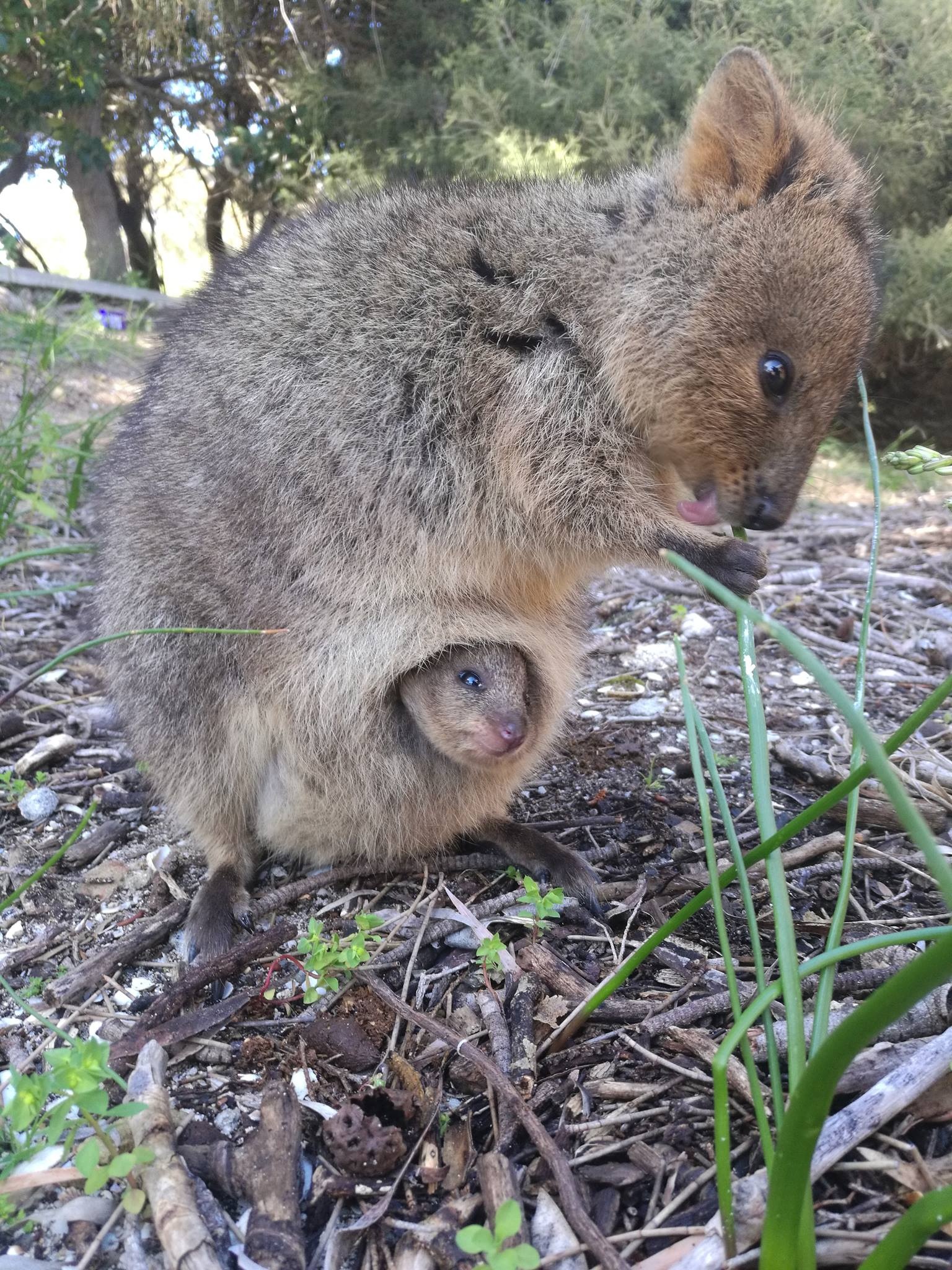 Mother and baby, Quokka Wallpaper, 1540x2050 HD Phone