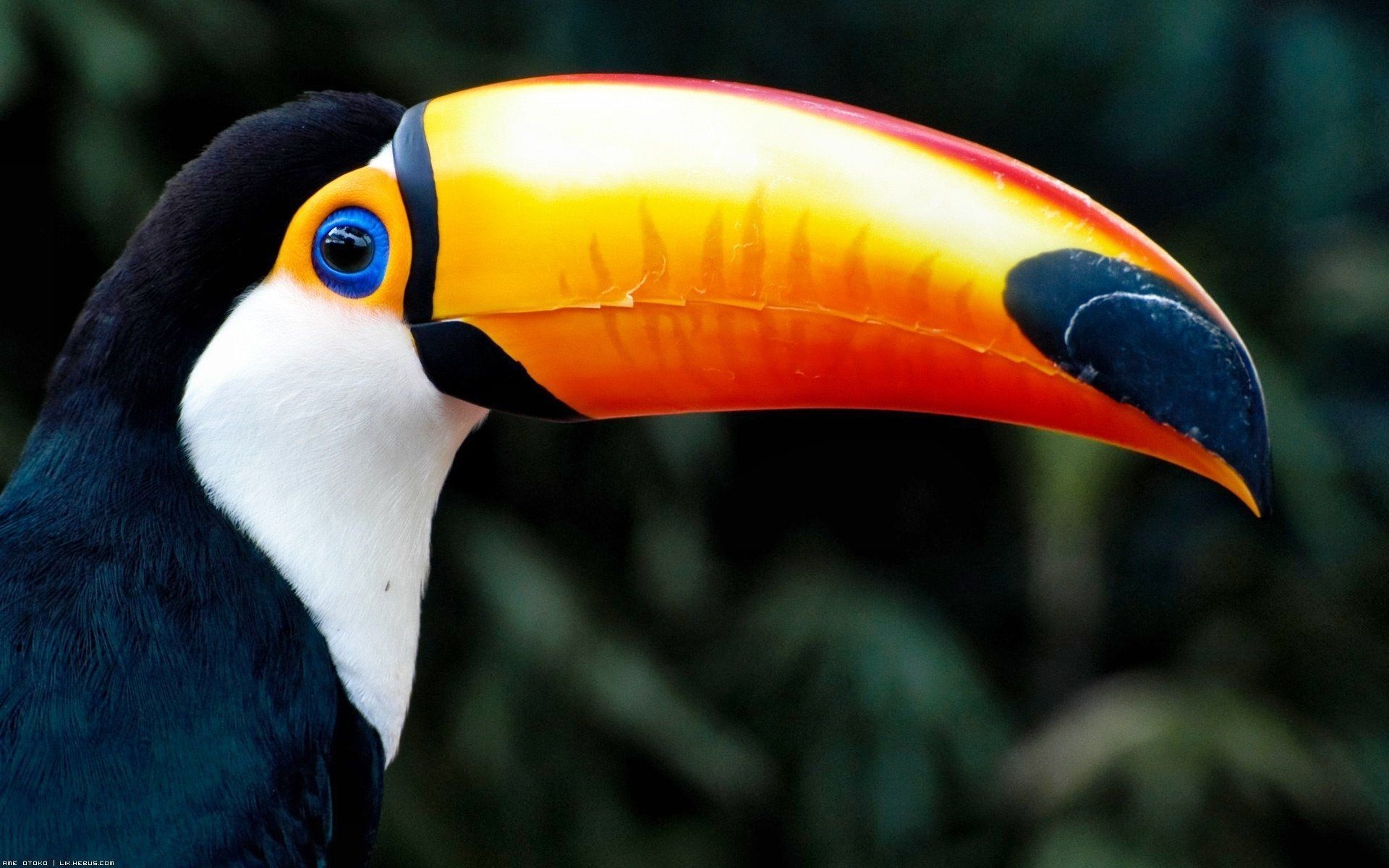 Toucan, Toco Toucan wallpapers, Top free backgrounds, Vibrant colors, 1920x1200 HD Desktop