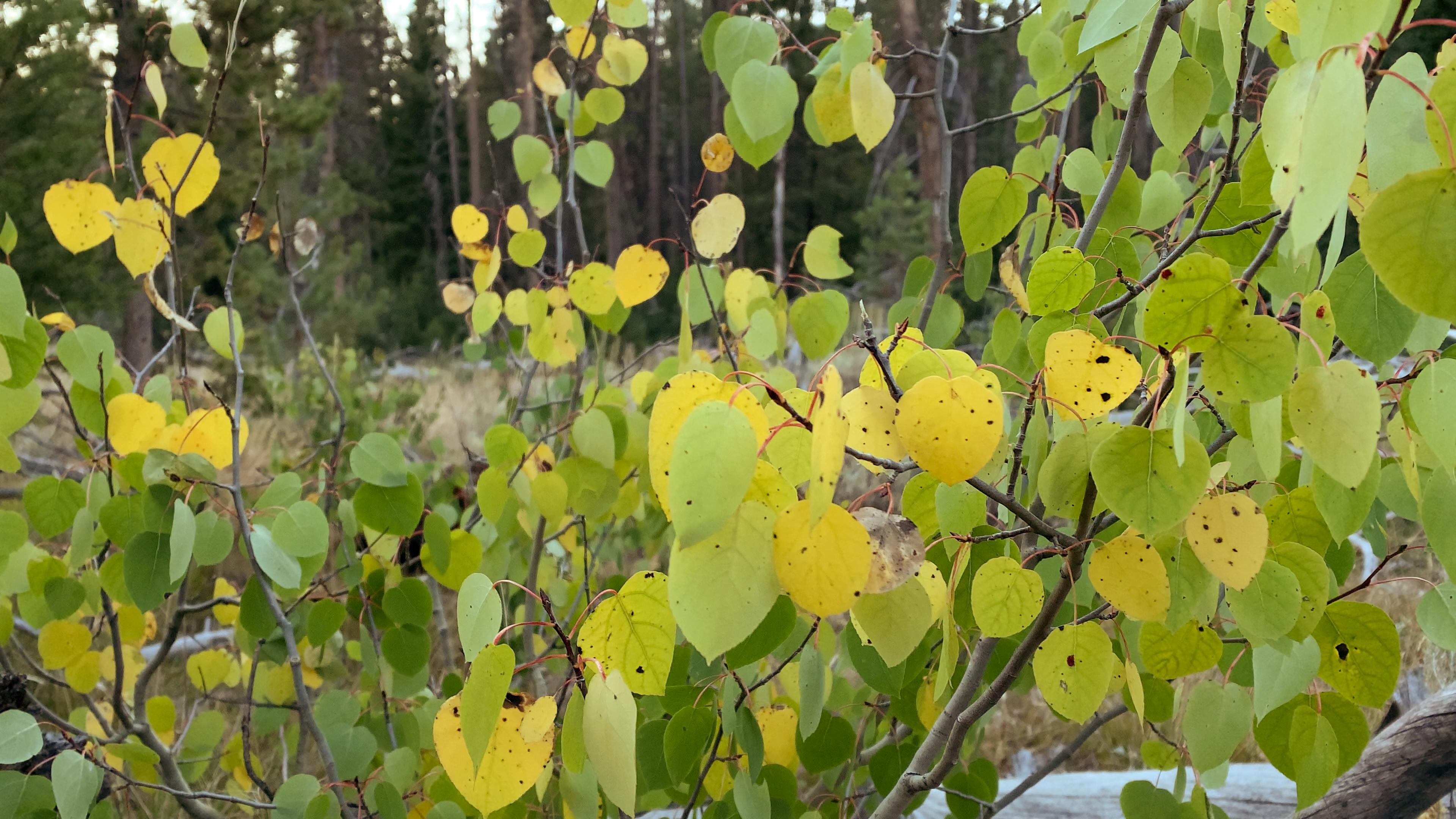 Early fall aspen grove, Serene idaho landscape, Nature's tranquility, Picturesque beauty, 3840x2160 4K Desktop